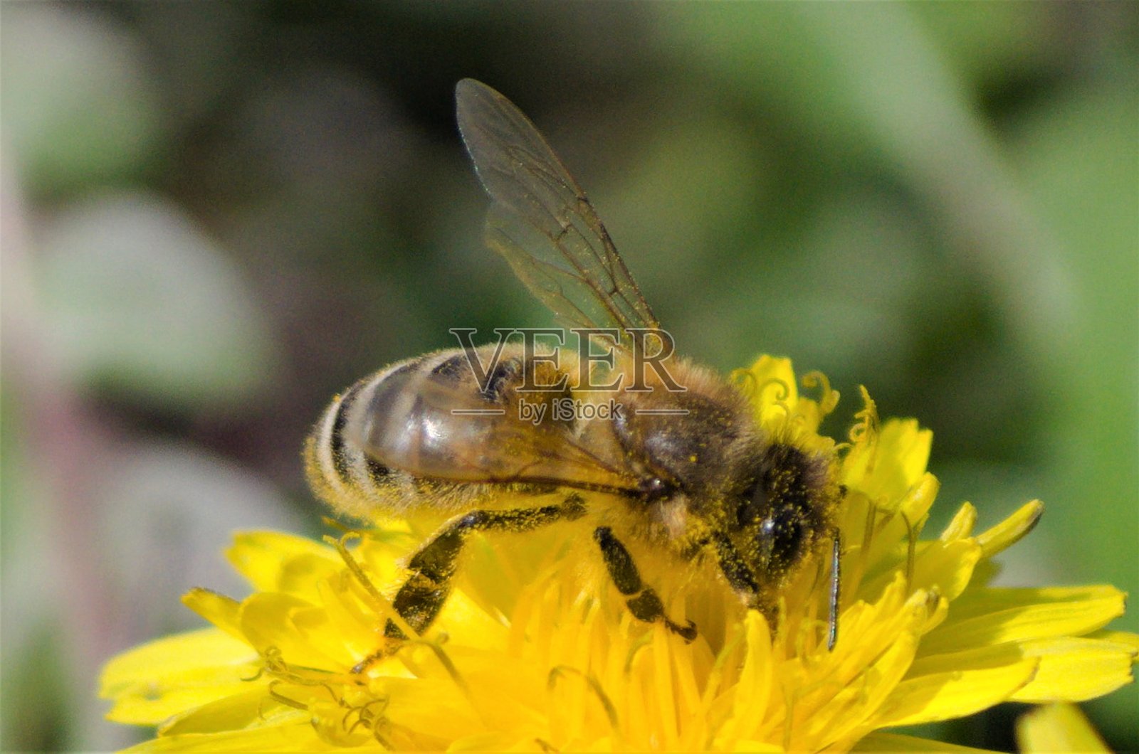 甜菜花照片摄影图片