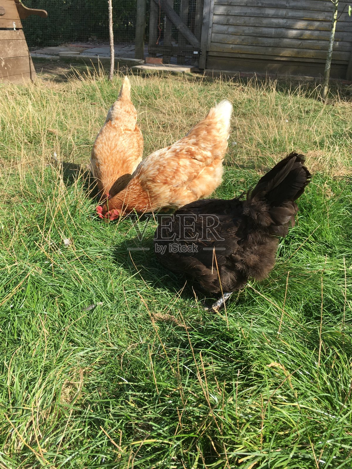 鸡爱宠物爱照片摄影图片