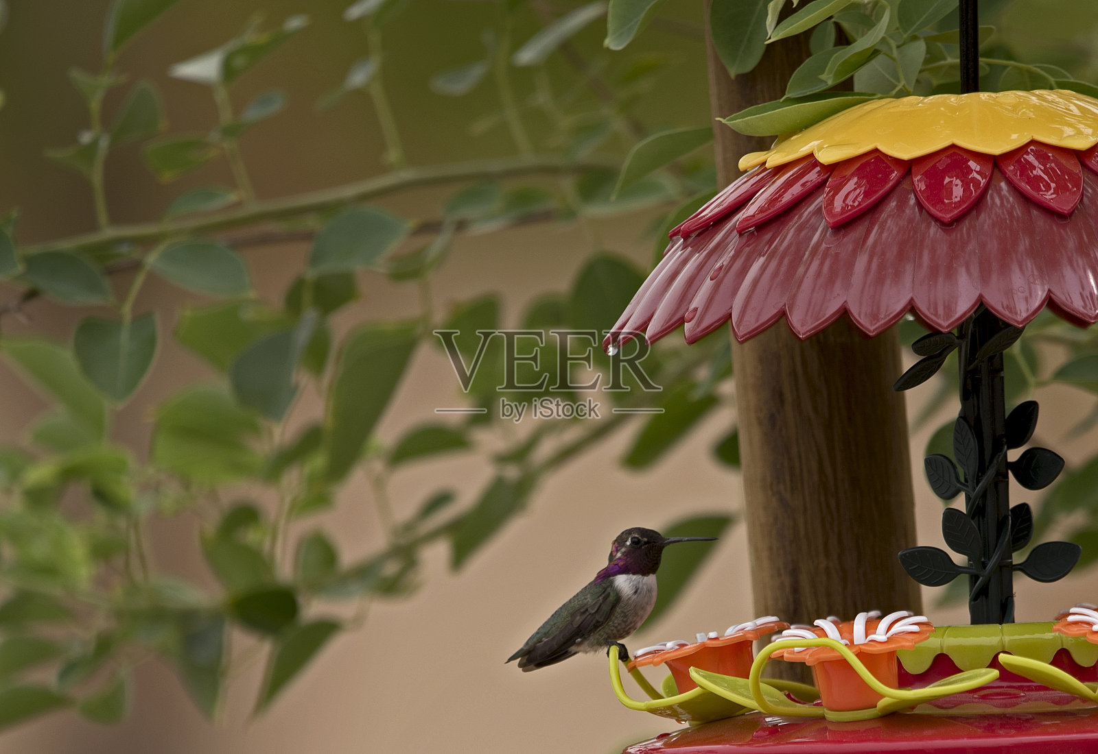 一只小小的蜂鸟正在小心翼翼地靠近喂食器里的花蜜。照片摄影图片