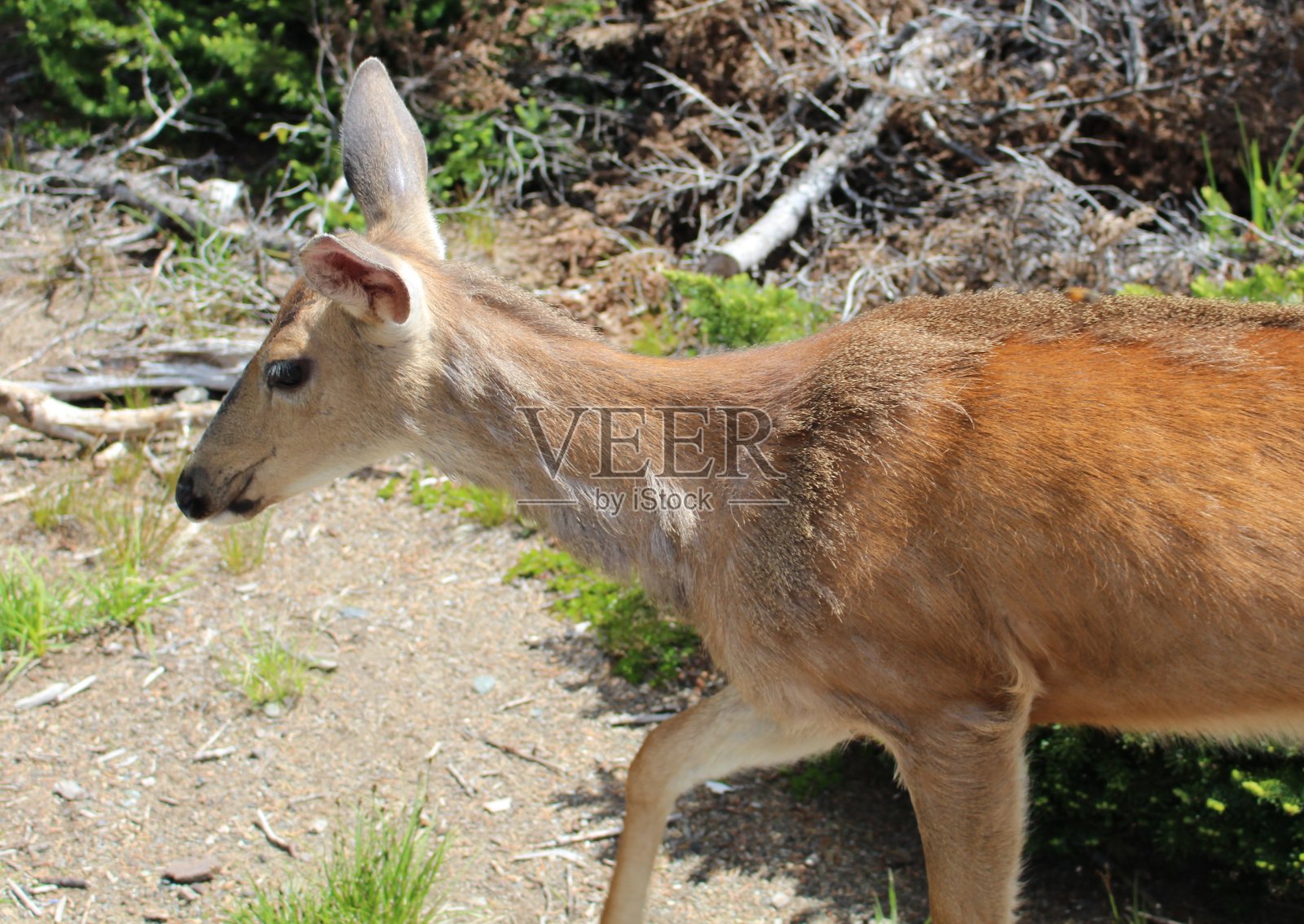 白色尾随能源部照片摄影图片