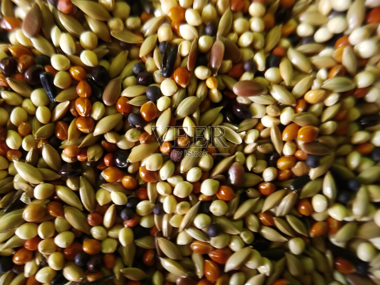 种子的集合照片摄影图片