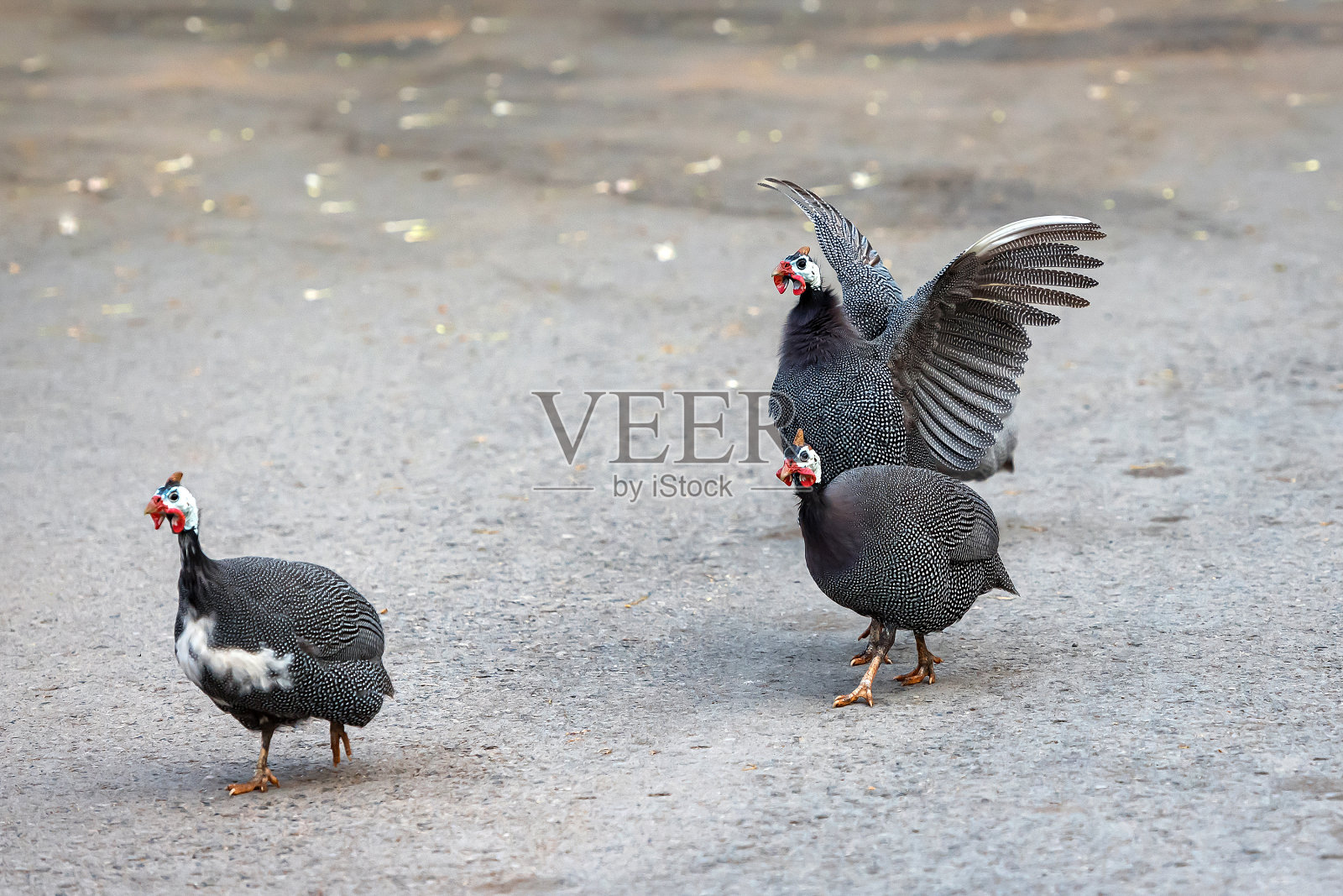 冠珠。照片摄影图片