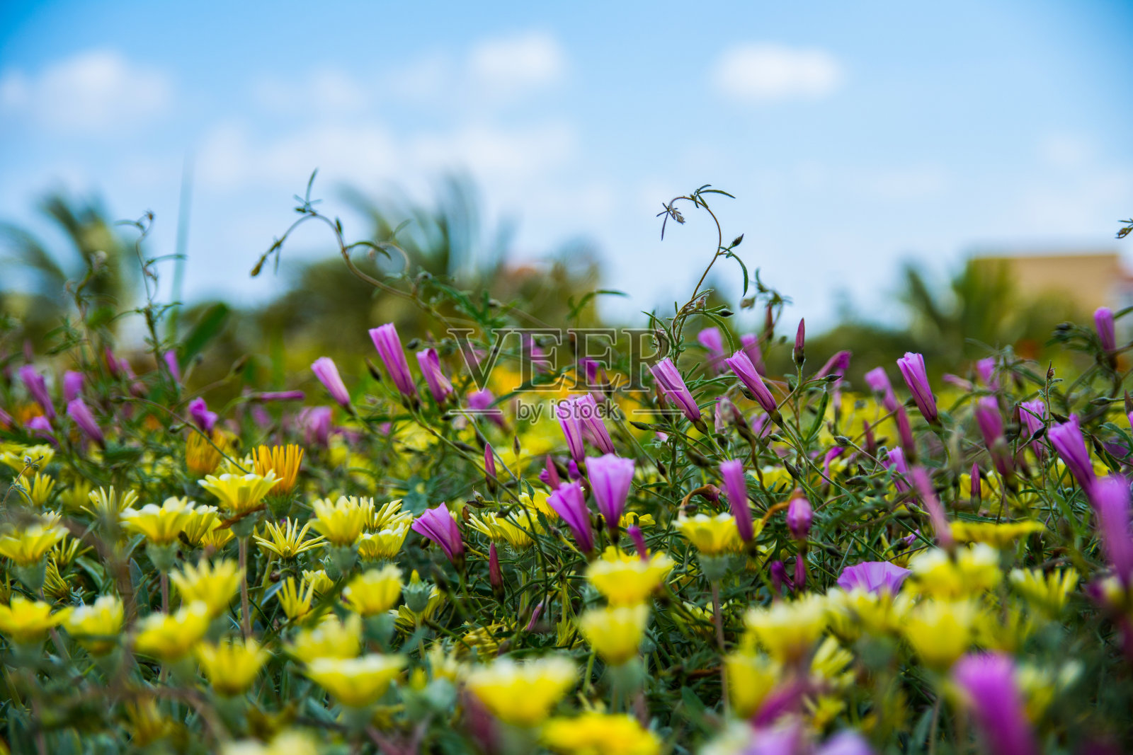 花坛与紫色和黄色的花在蓝天与云彩的背景。明信片。文章插图。照片摄影图片