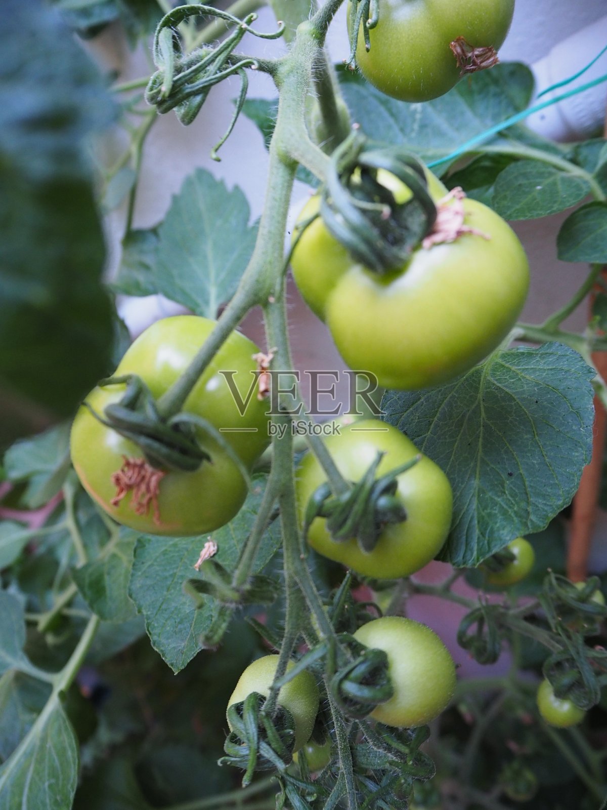 西红柿照片摄影图片