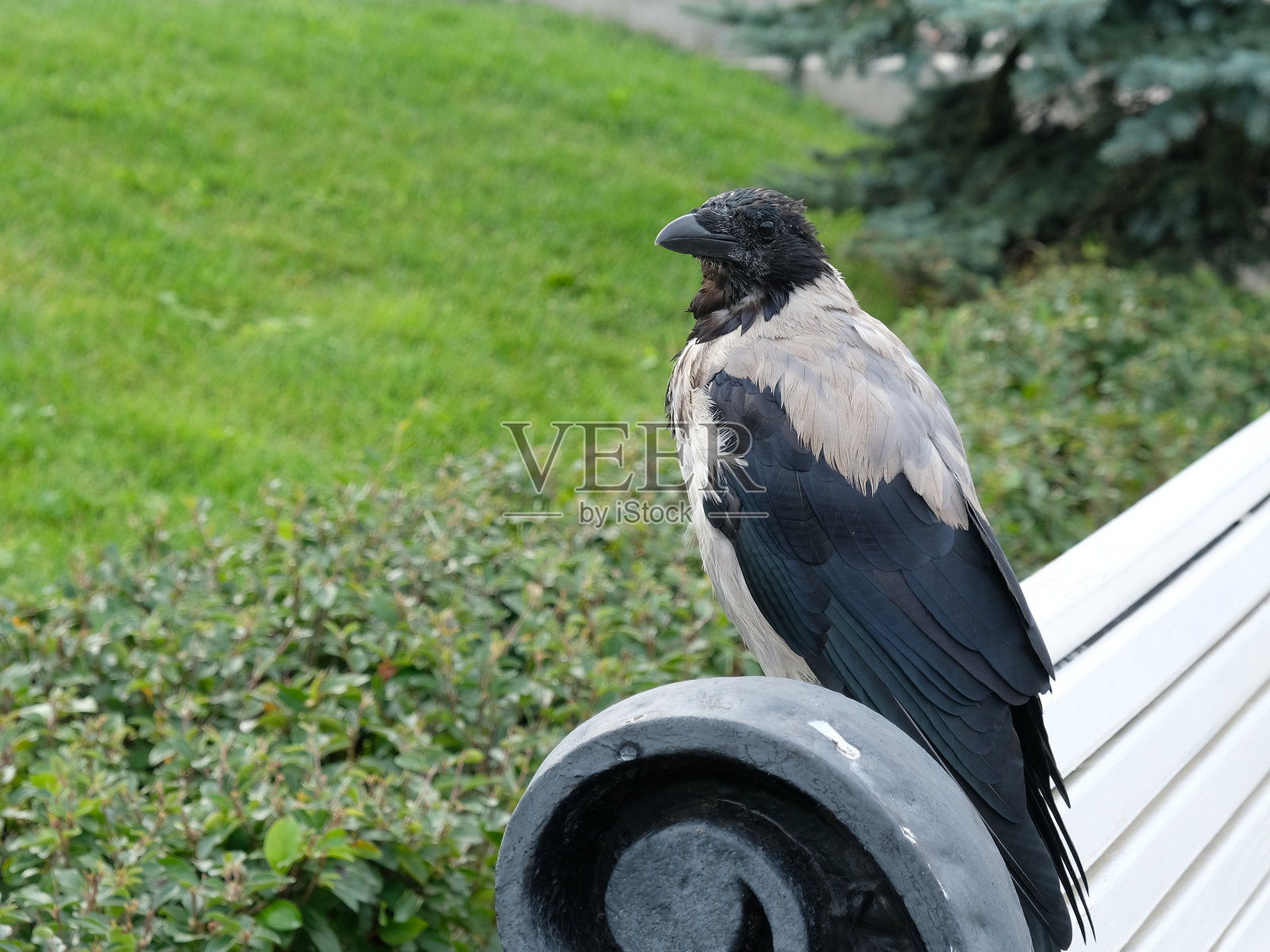 大乌鸦坐在草地上的长凳上照片摄影图片