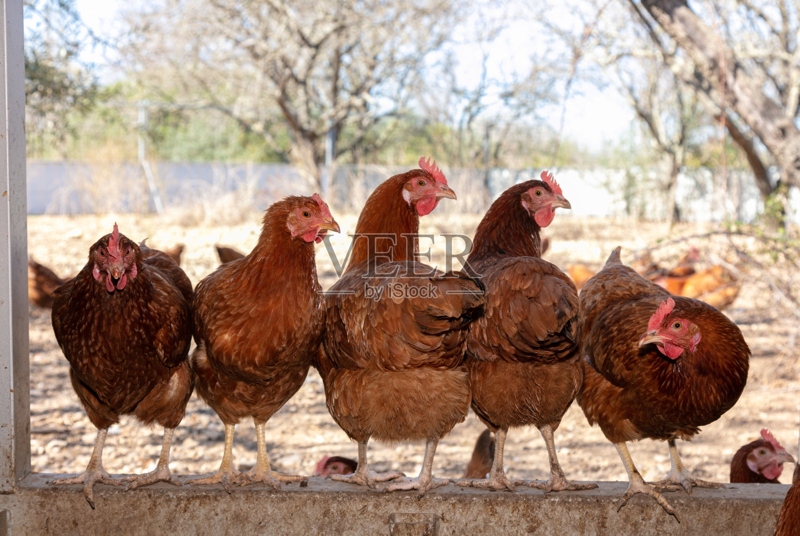 几只蛋鸡在看照片摄影图片