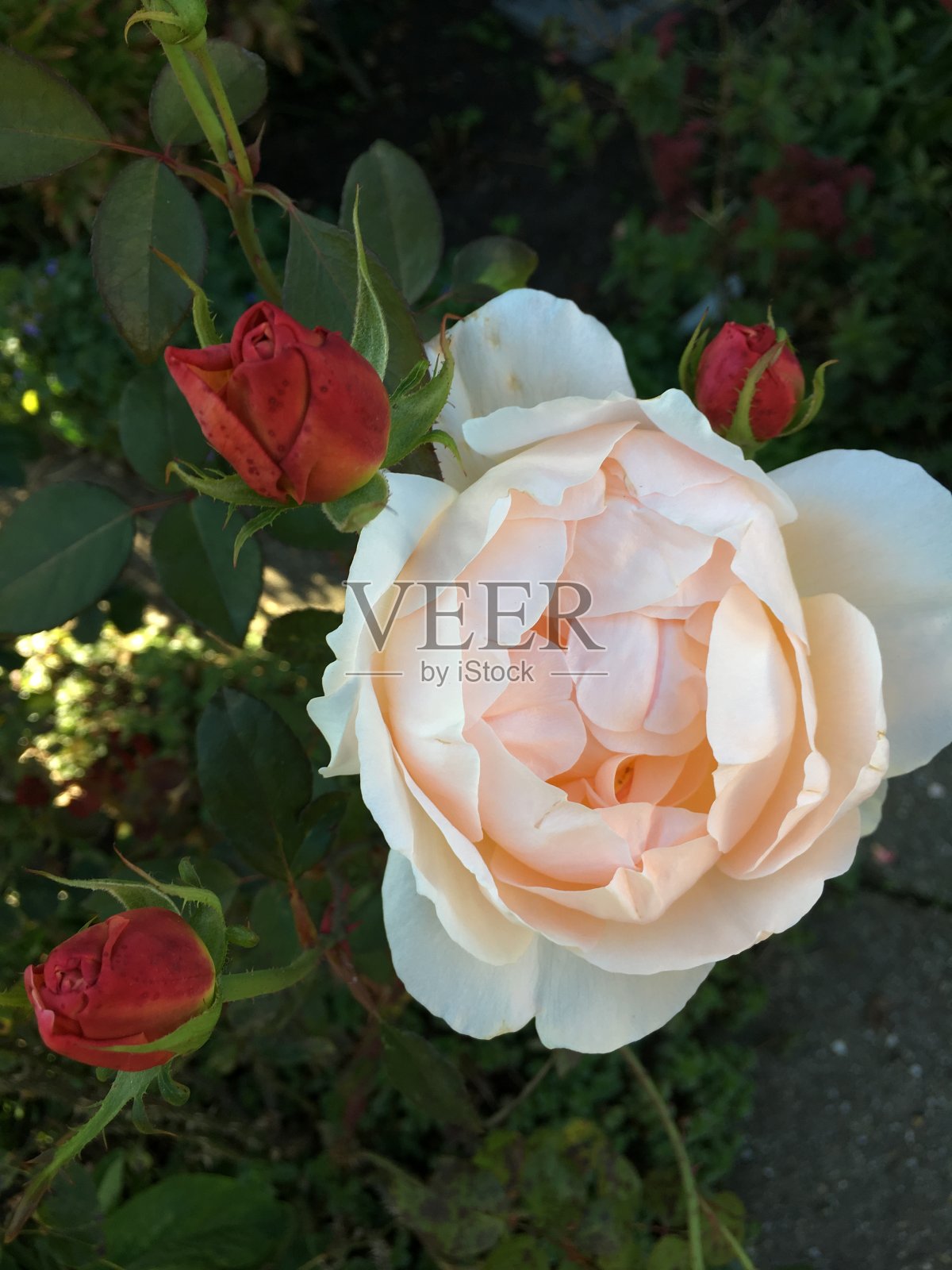 一个真正的巴伐利亚村庄。照片摄影图片