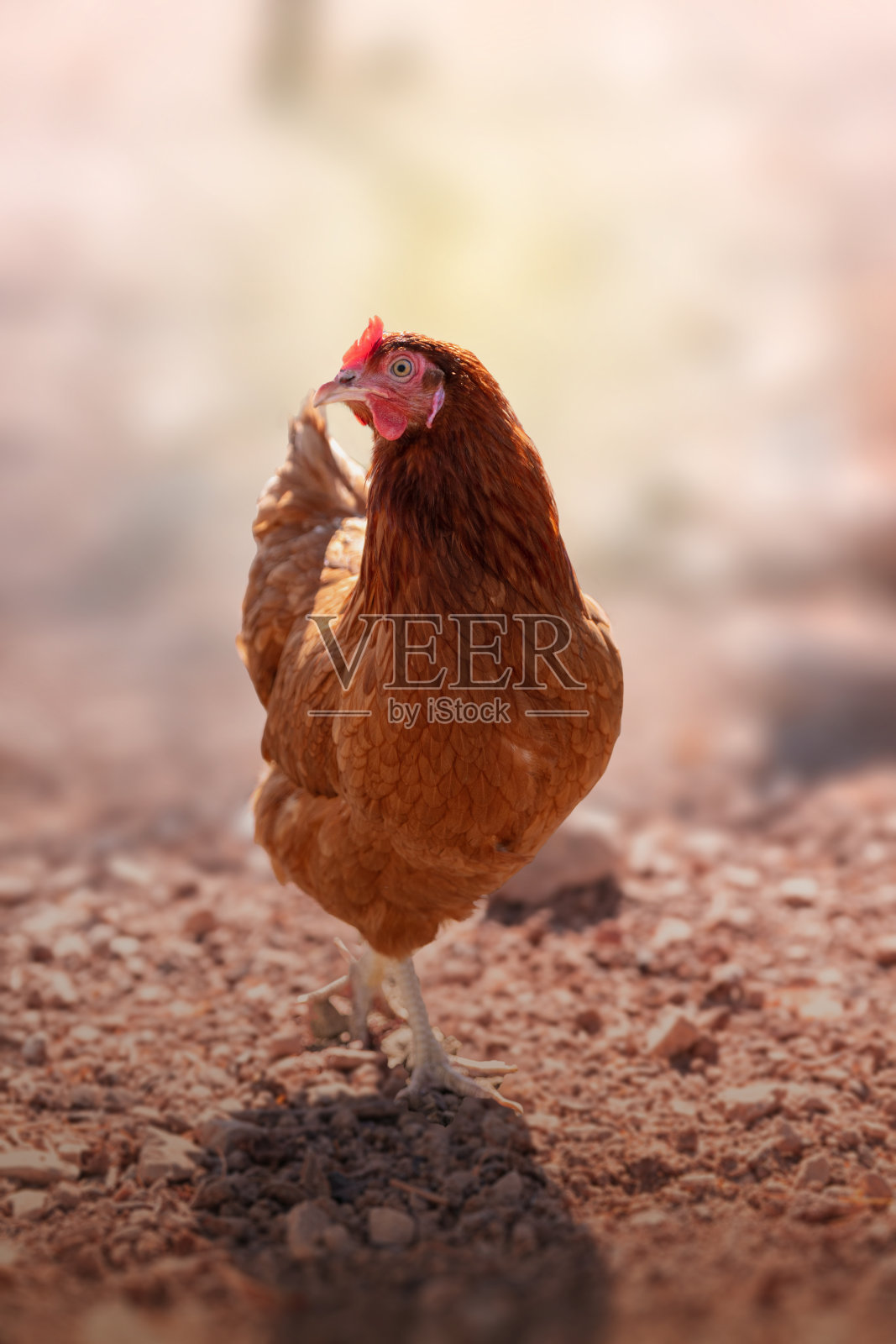 户外放养蛋鸡照片摄影图片