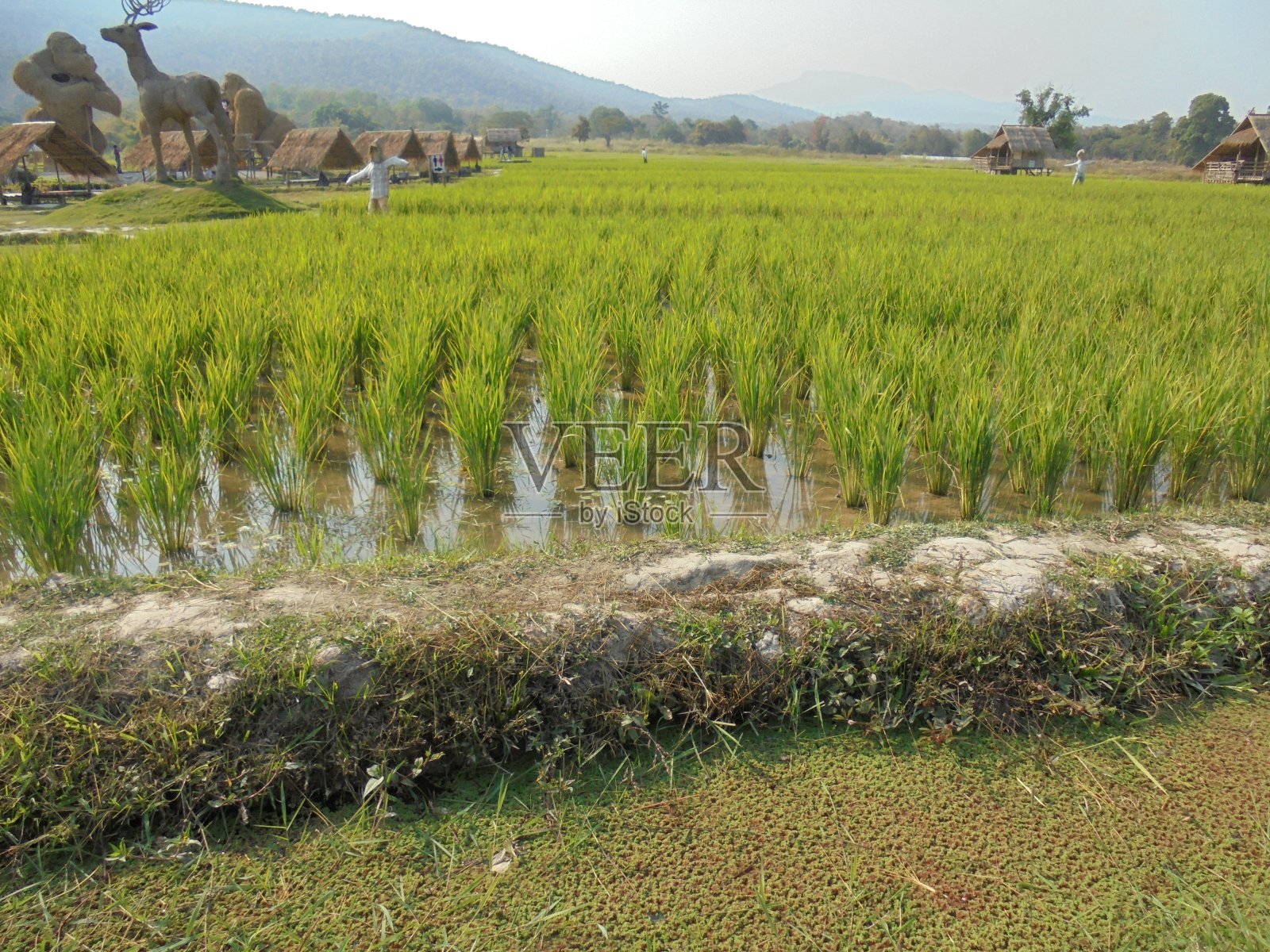 绿油油的稻苗在田间照片摄影图片