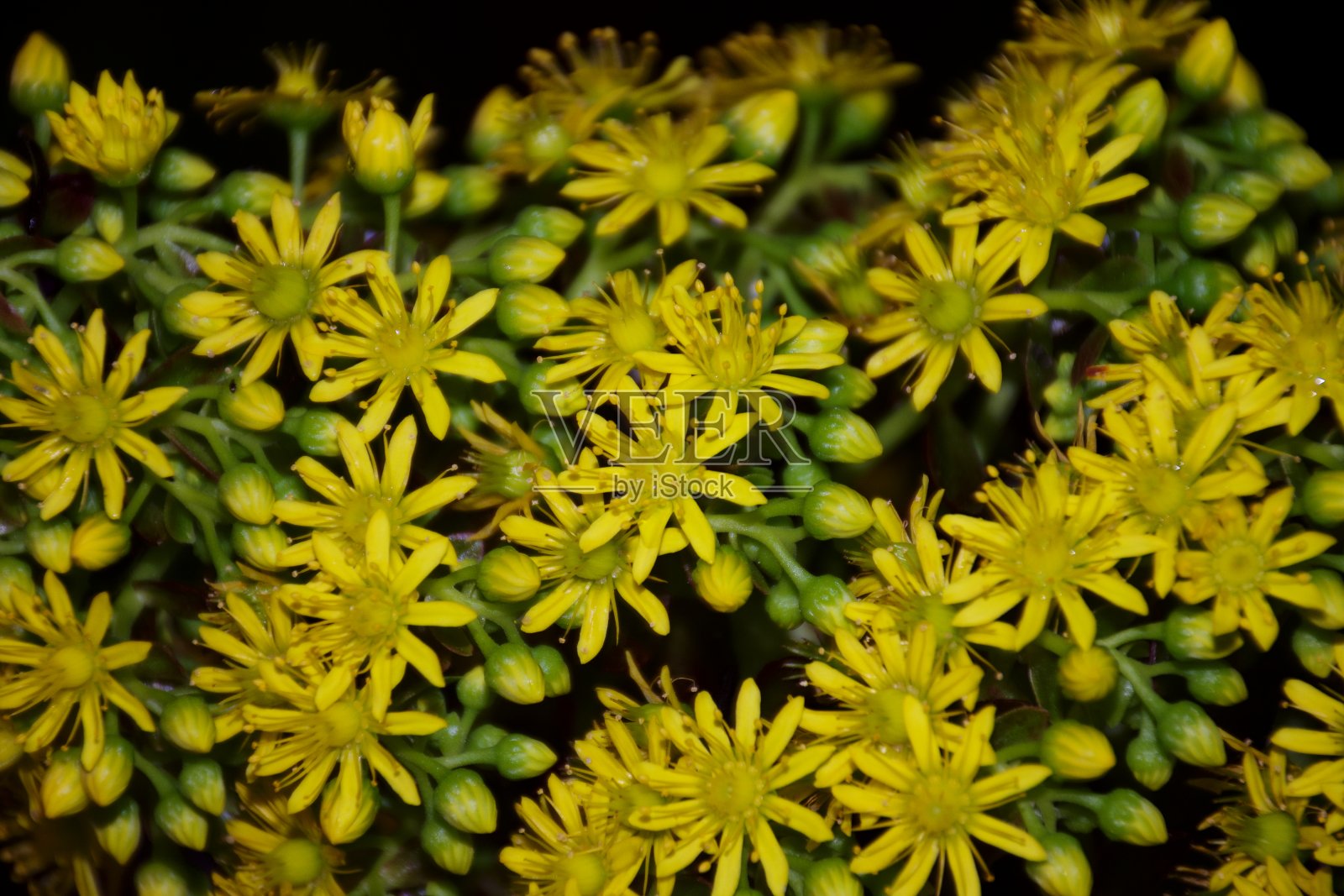 树屋，多汁的黄色花在盛开照片摄影图片