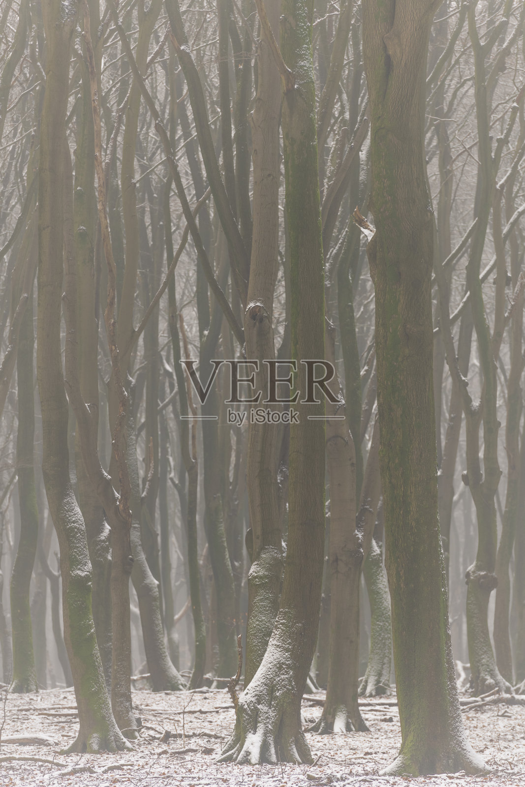 在寒冷的雪天，山毛榉树具有戏剧性的形状在薄雾和积雪的森林照片摄影图片