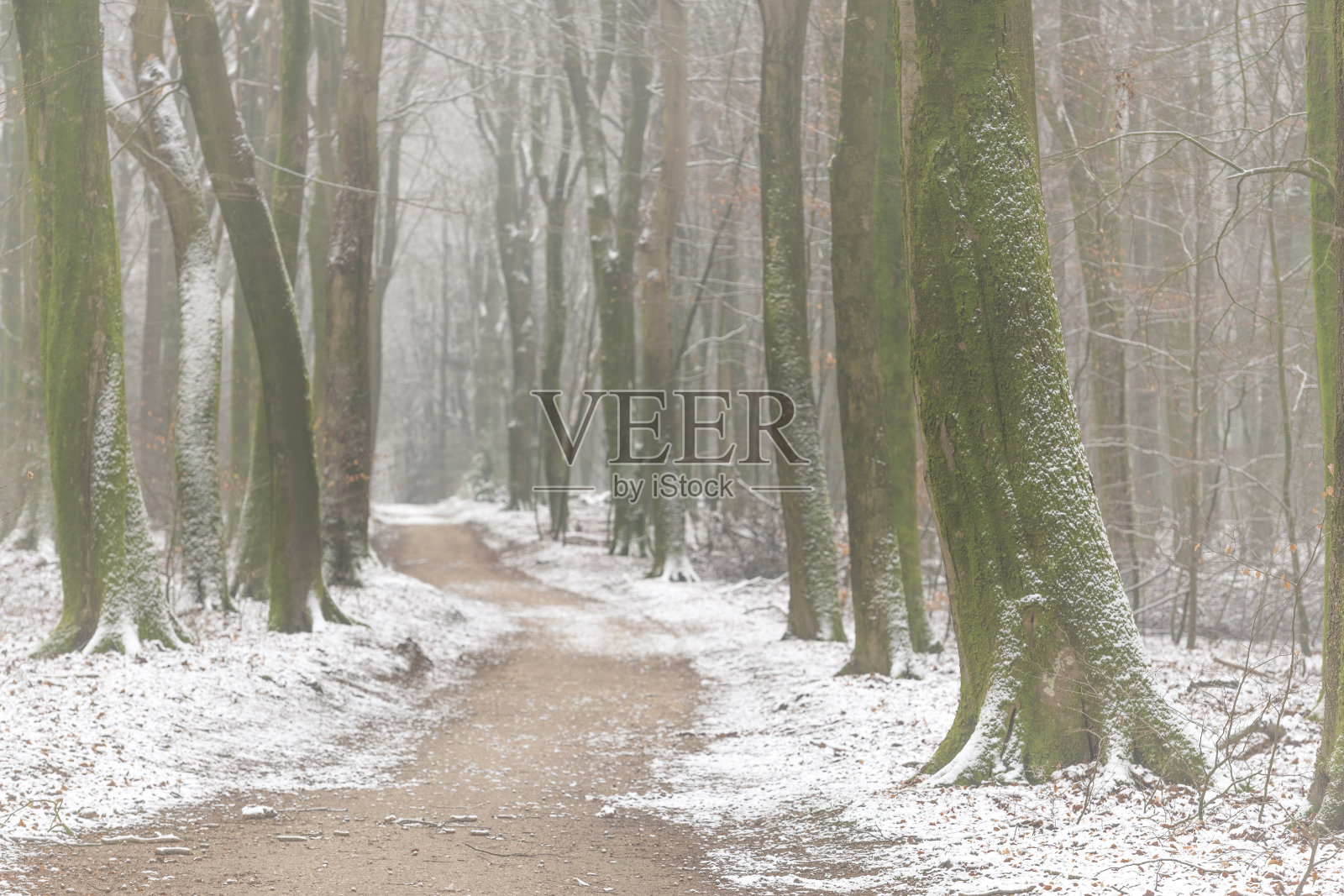 在一个多雾的冬天穿过一个多雾的森林照片摄影图片