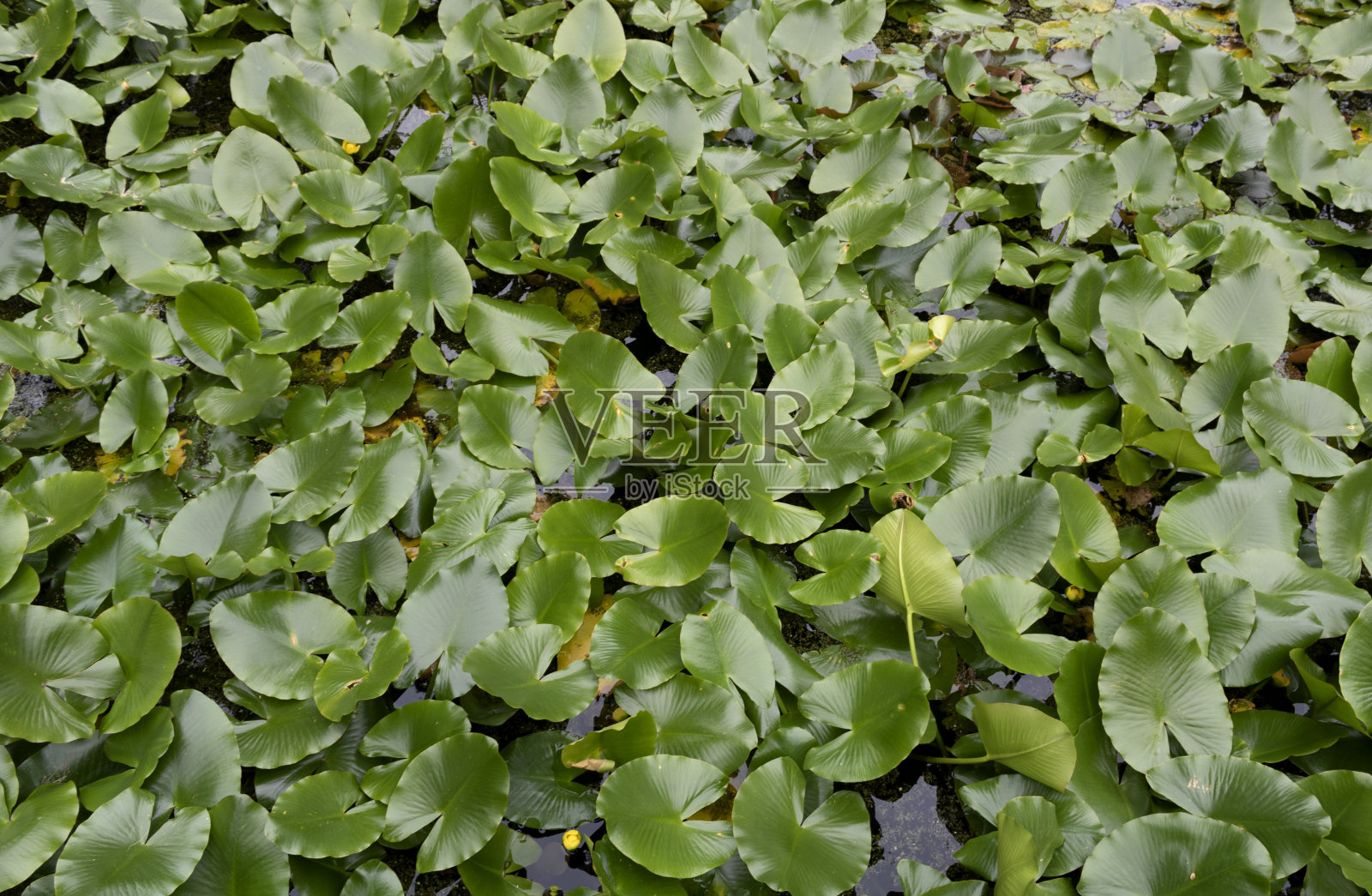 荷叶碧绿的池塘照片摄影图片