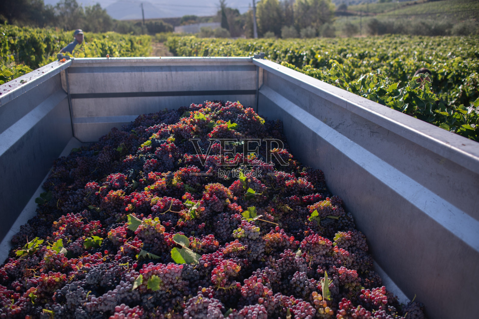 科西嘉，酿酒用葡萄的收获照片摄影图片