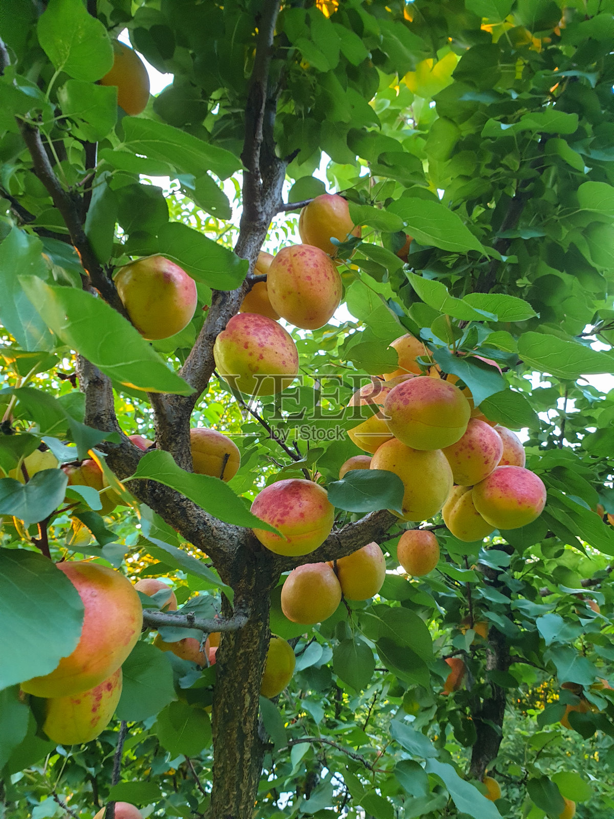夏天，花园里的树上有成熟的杏子照片摄影图片