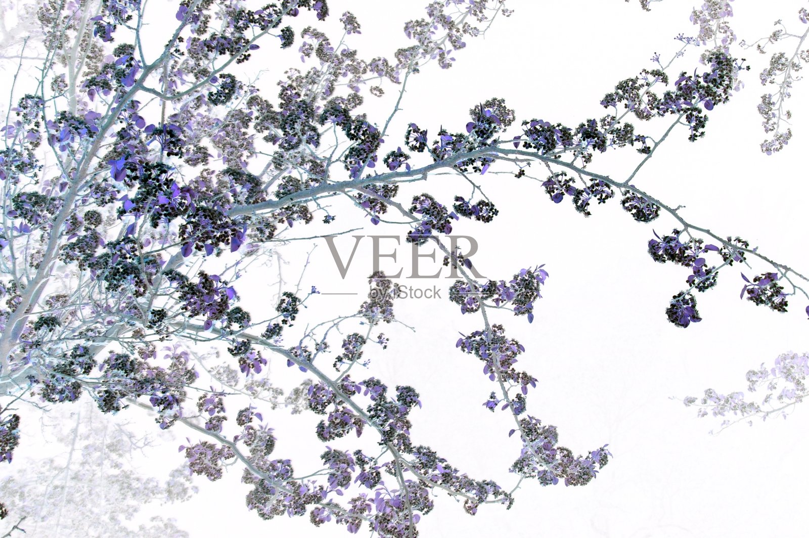 自然背景。照片摄影图片