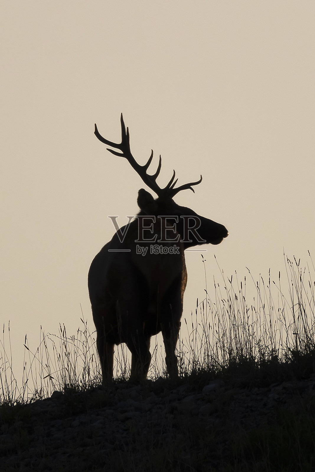 公牛每个照片摄影图片