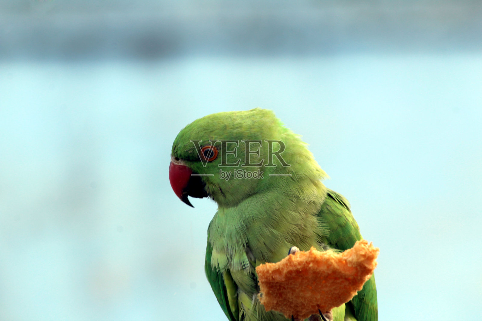 绿鹦鹉照片摄影图片