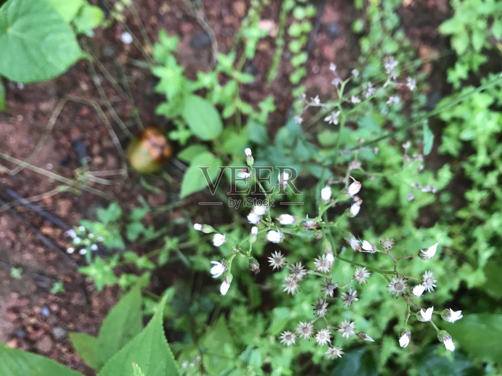 美丽cyanthilium花照片摄影图片