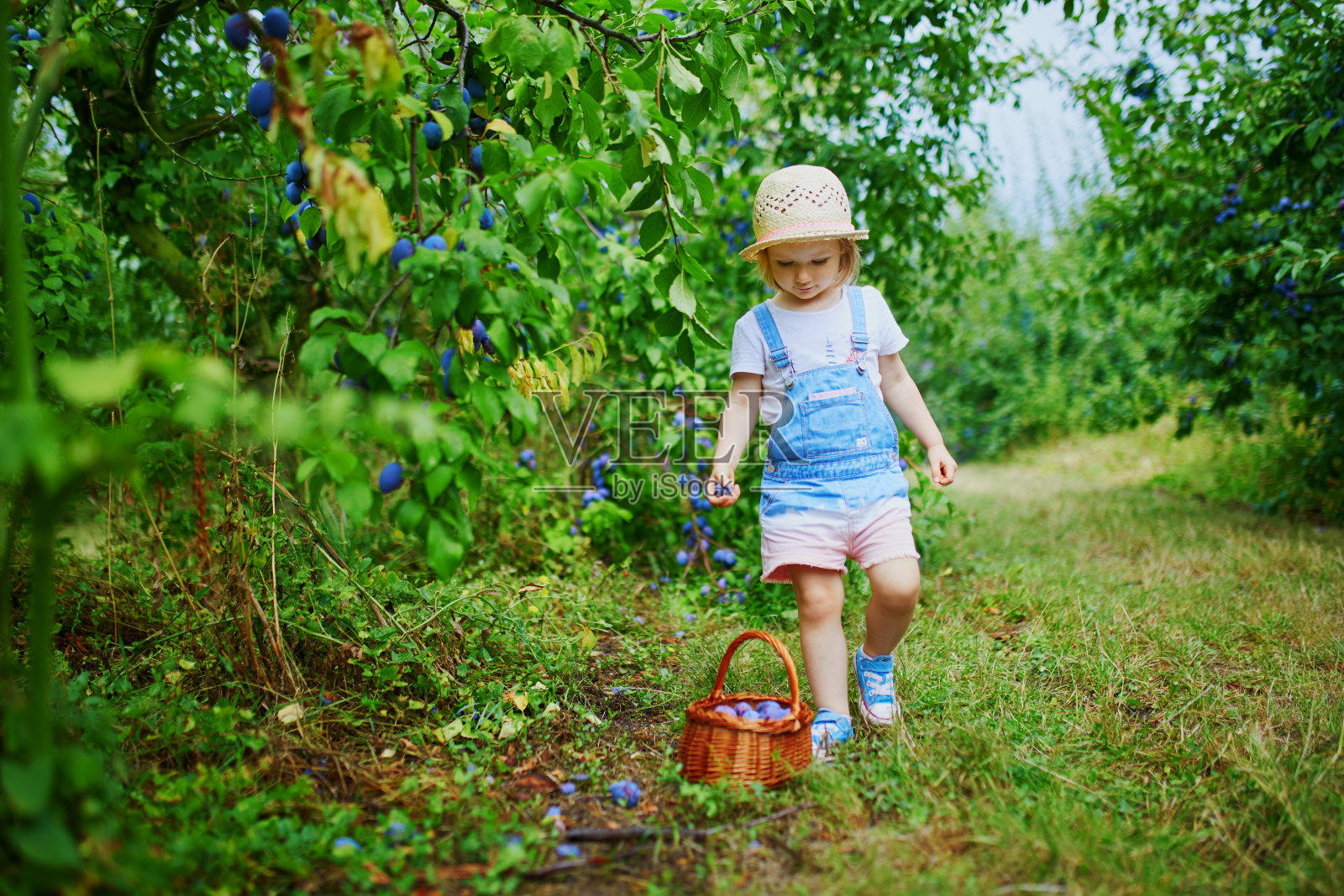 可爱的小女孩戴着草帽在农场采摘新鲜的有机李子照片摄影图片