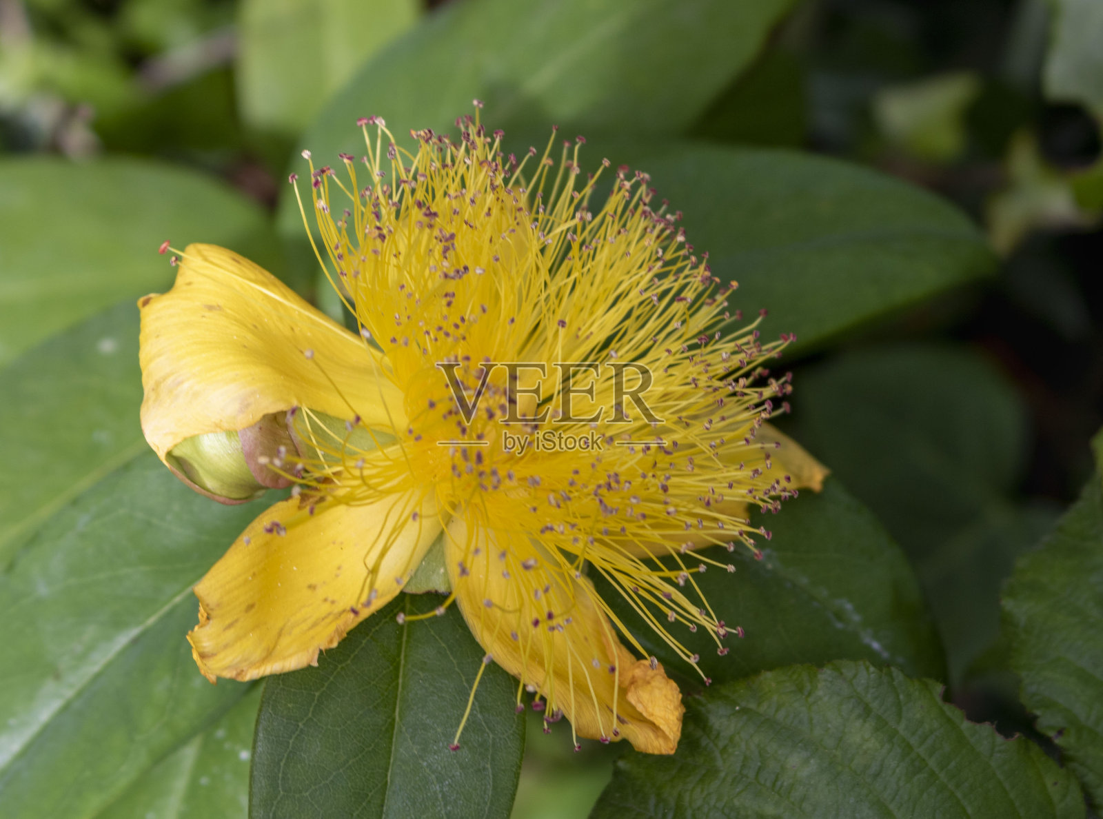 圣约翰草的黄花照片摄影图片