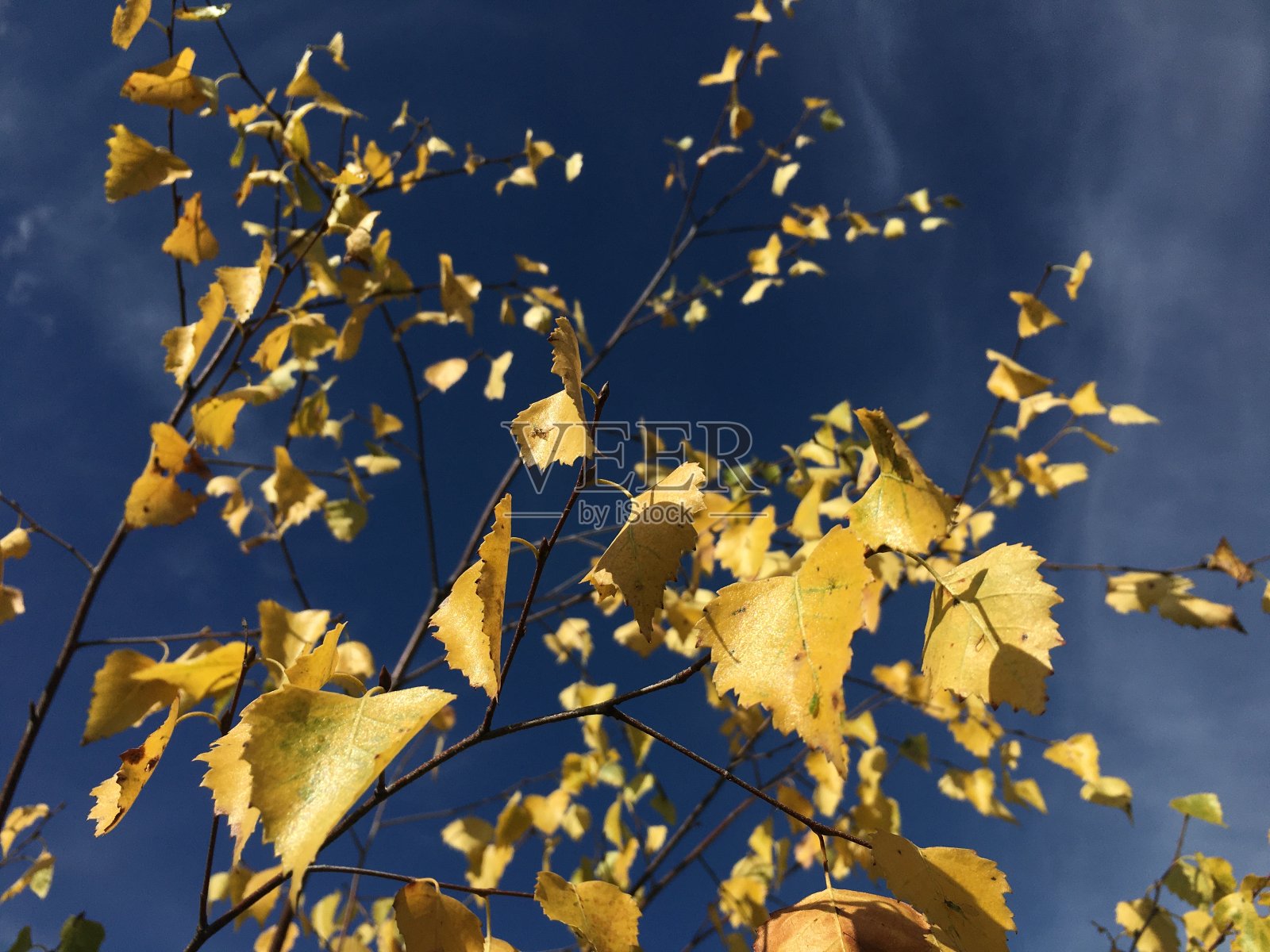 莫斯科郊区9月阳光明媚的一天。照片摄影图片