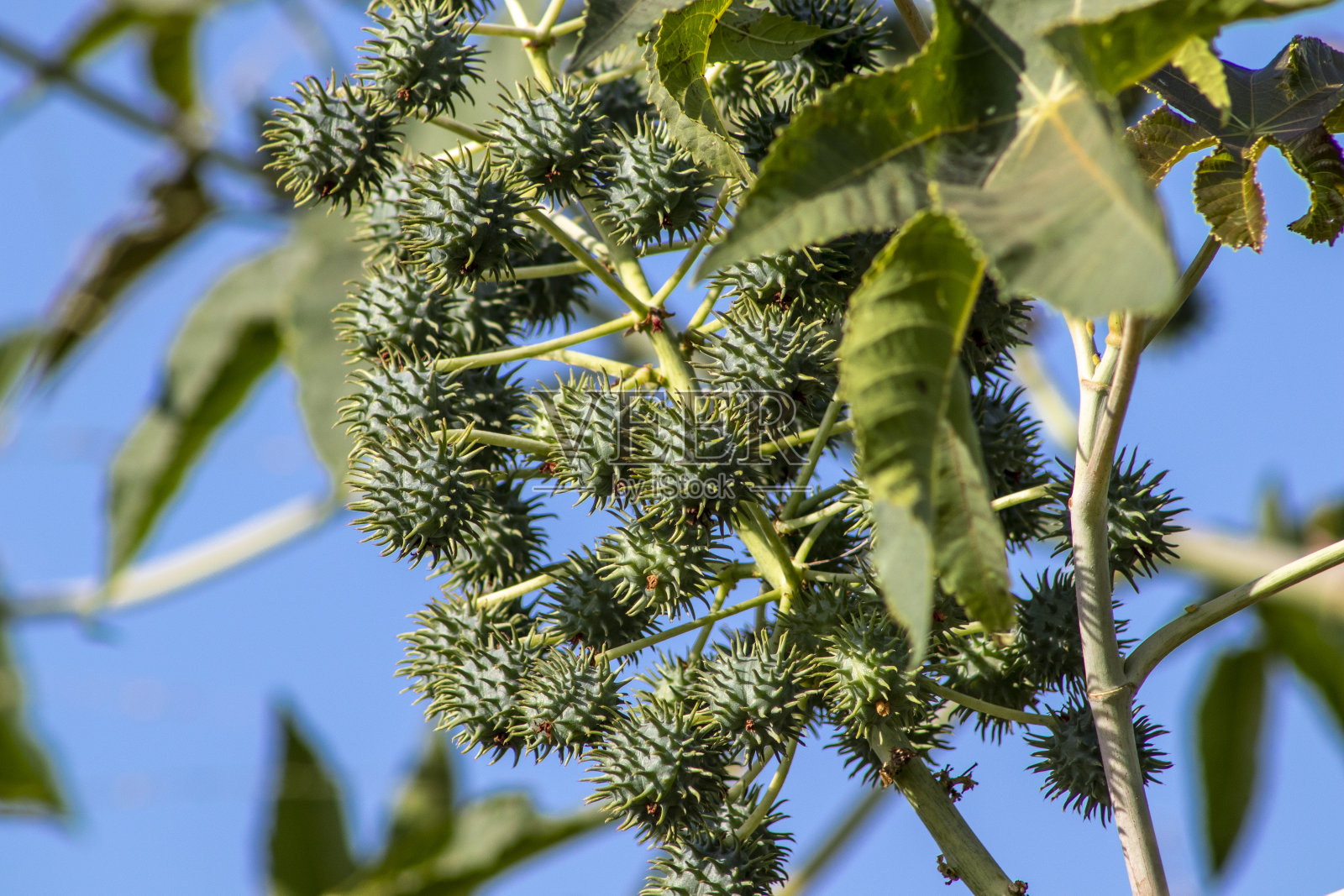 蓖麻在巴西的田间种植照片摄影图片