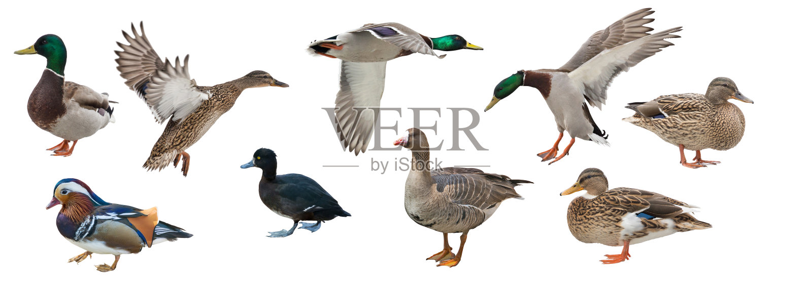 孤立的白色九只鸭子照片摄影图片