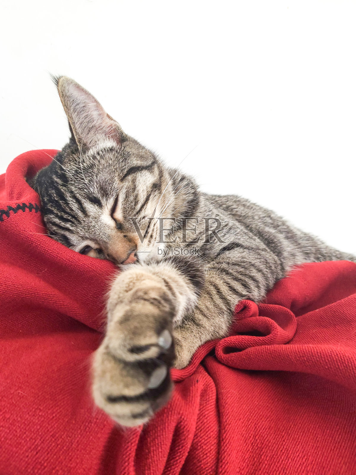 国内小猫休息照片摄影图片