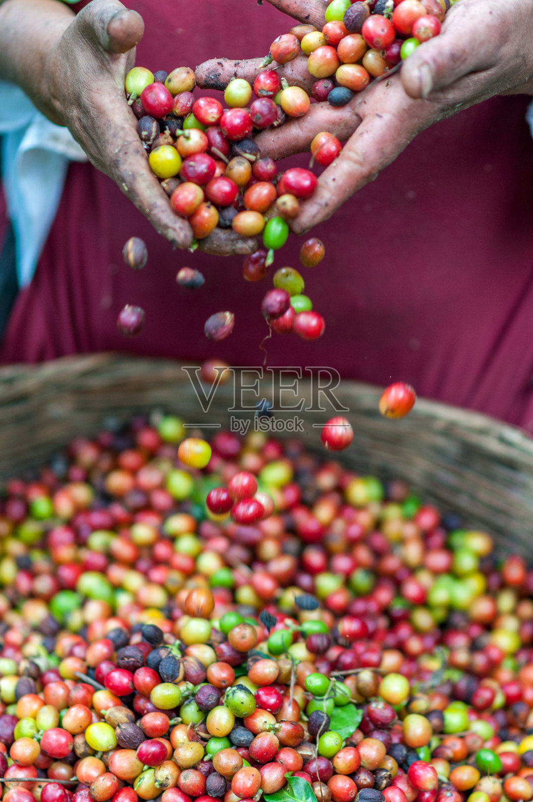 采摘咖啡豆的手照片摄影图片
