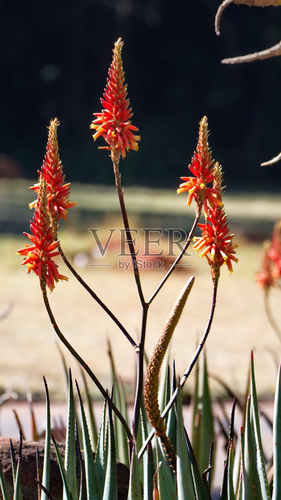 盛开的芦荟植物照片摄影图片