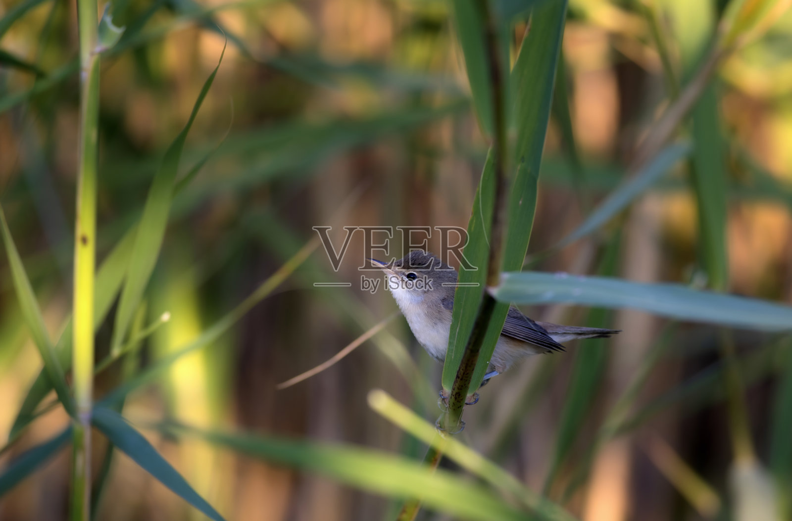 可爱的小鸟。绿色黄色自然背景。鸟:Cetti莺。照片摄影图片