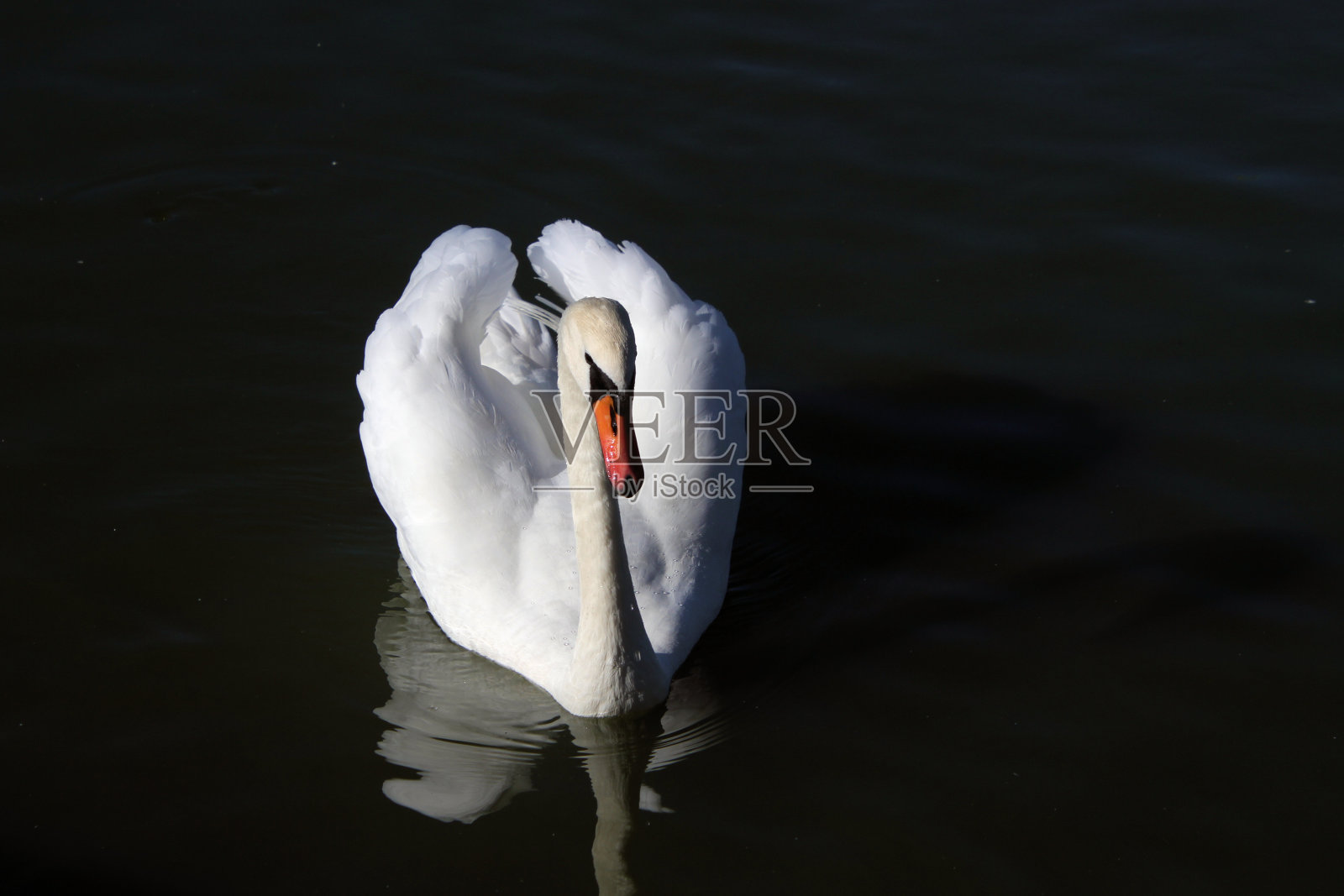 一个哑巴天鹅的观点照片摄影图片