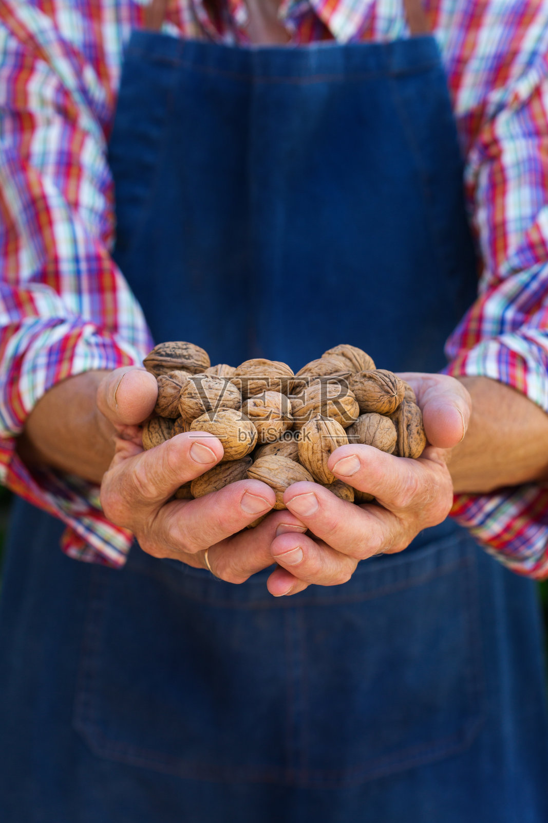 年长者、农工捧着收获的有机核桃照片摄影图片