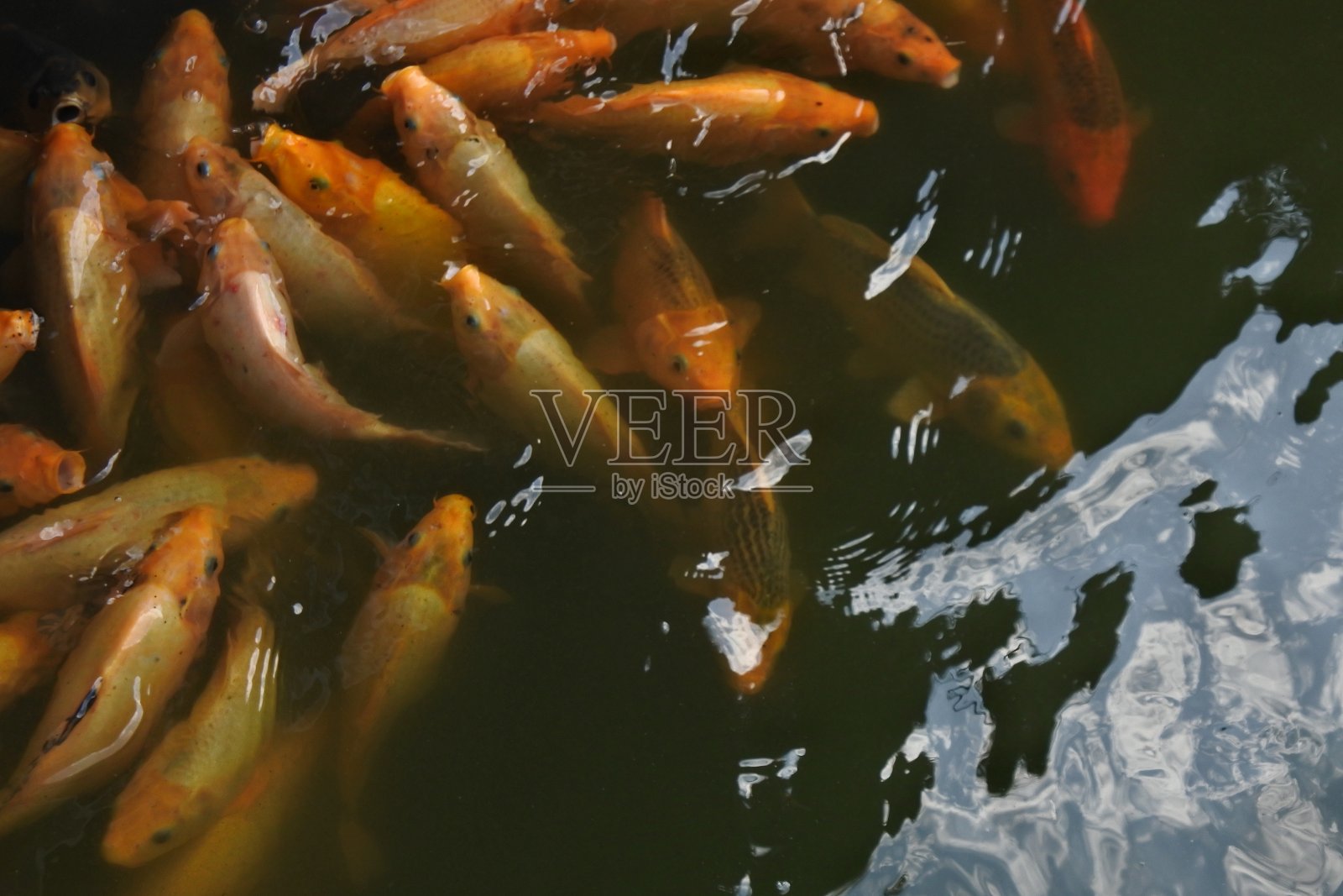 人工池塘养鱼照片摄影图片