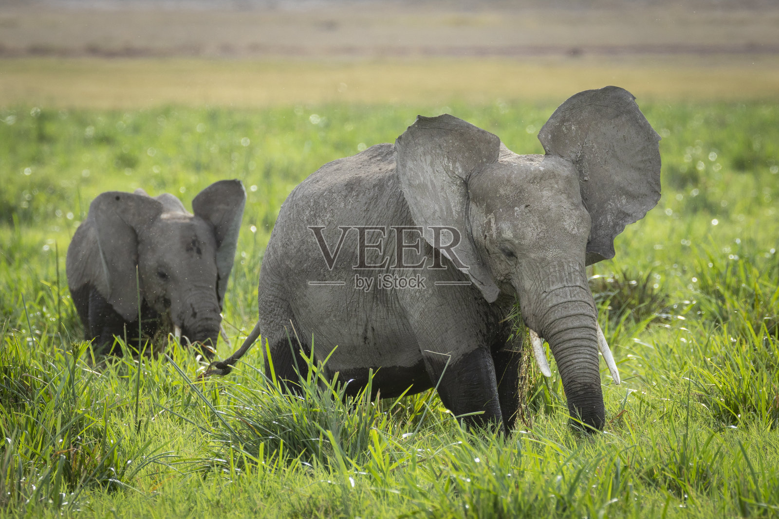 在肯尼亚的安博塞利，两只小象走在绿色的草地上吃草照片摄影图片