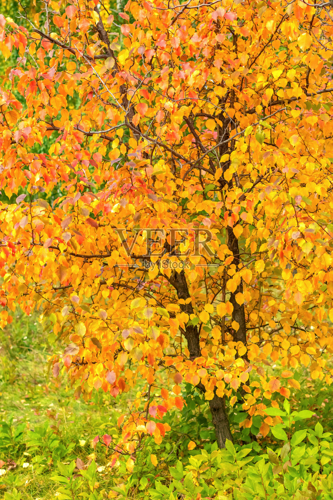 秋天两棵苹果树的彩色背景。垂直布局。照片摄影图片