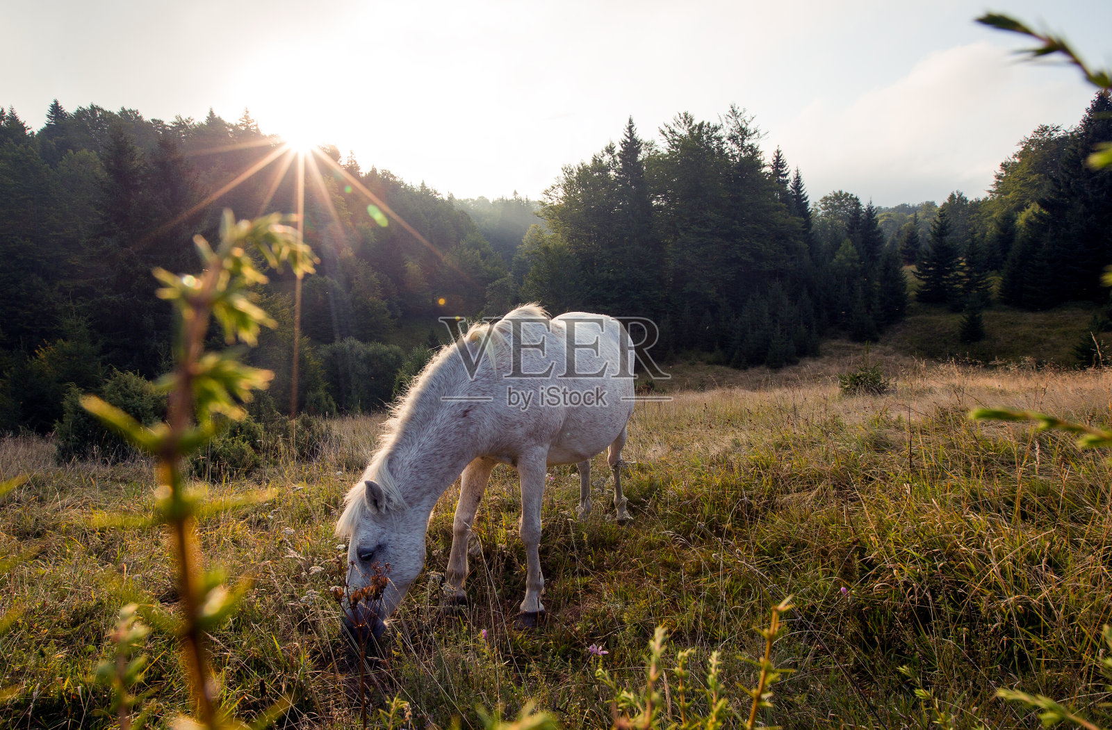 白马照片摄影图片