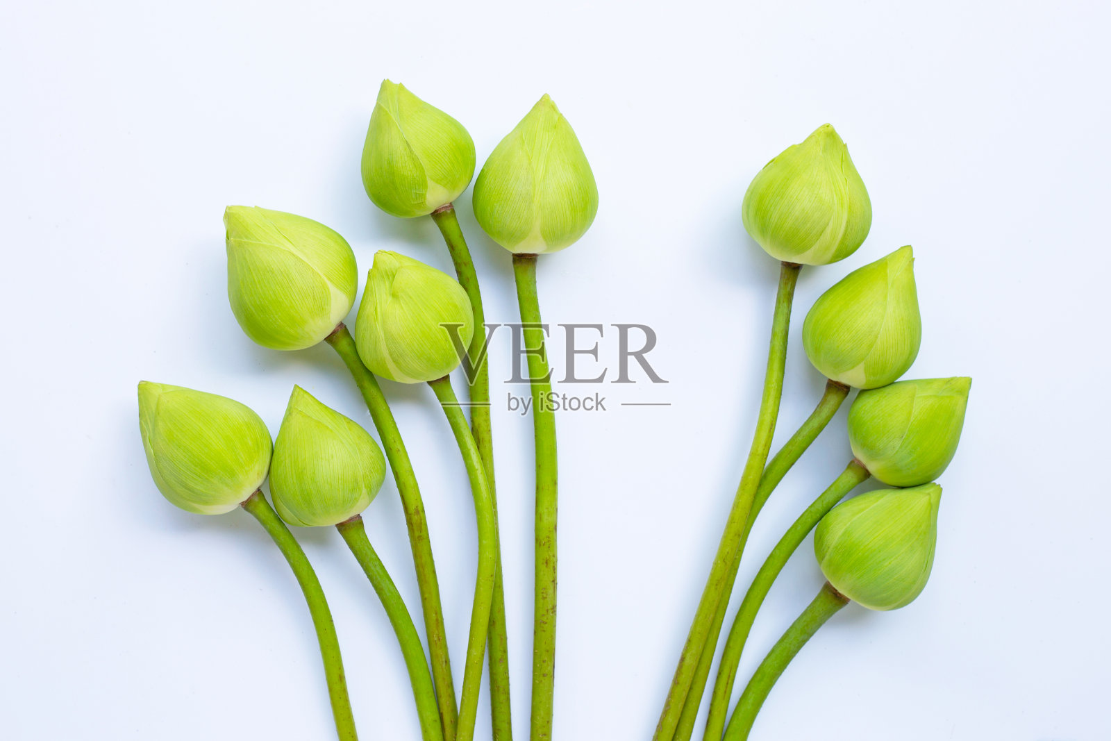 白底荷花。照片摄影图片