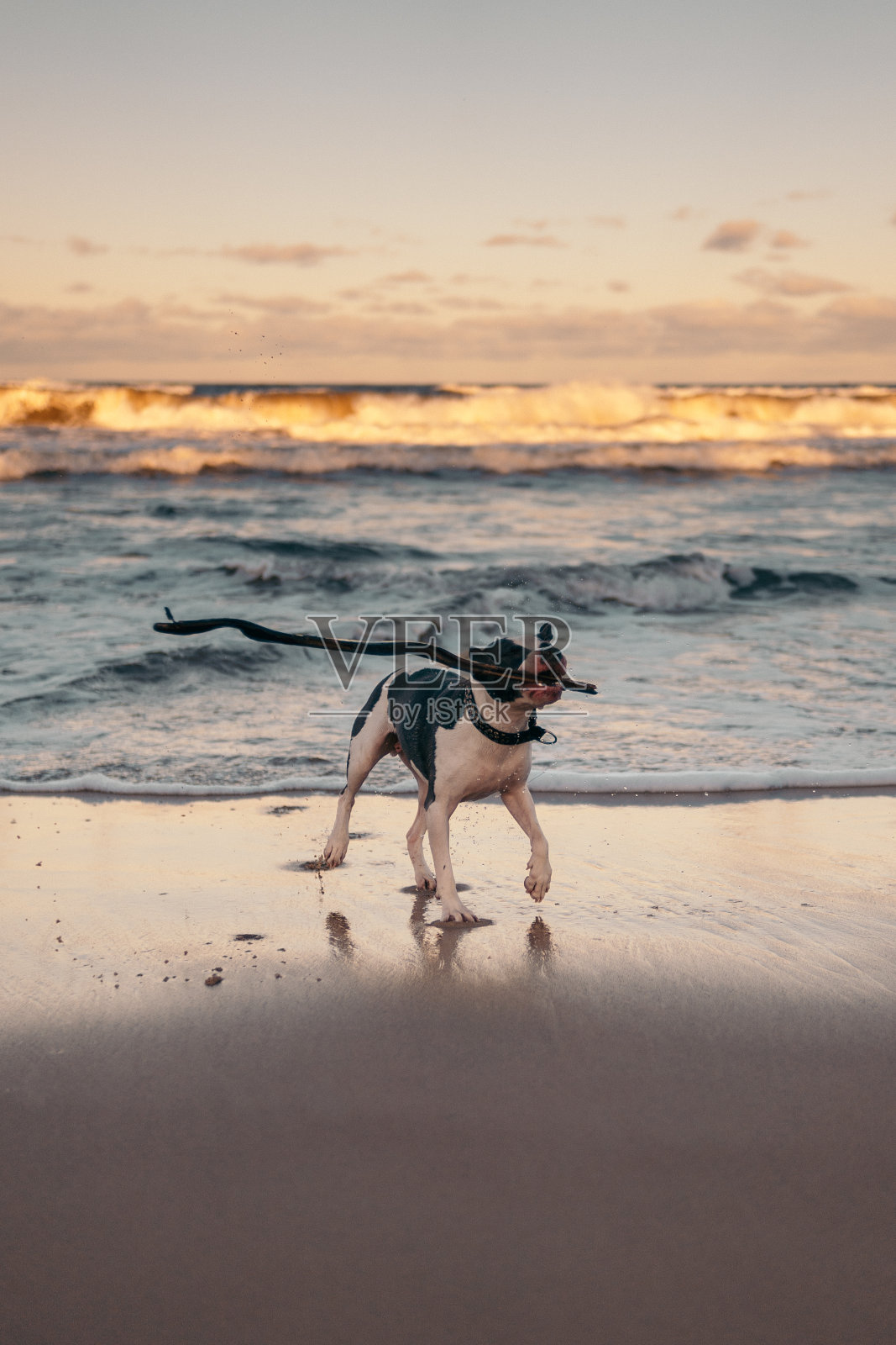 狗在海里玩捡东西。日落照片摄影图片