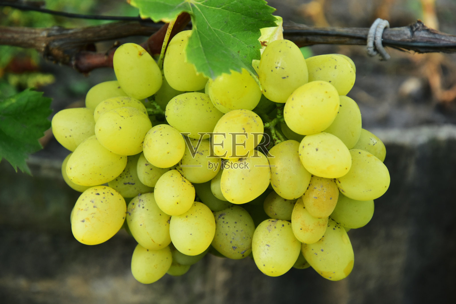 葡萄藤上挂着一串串成熟的圆形绿葡萄照片摄影图片