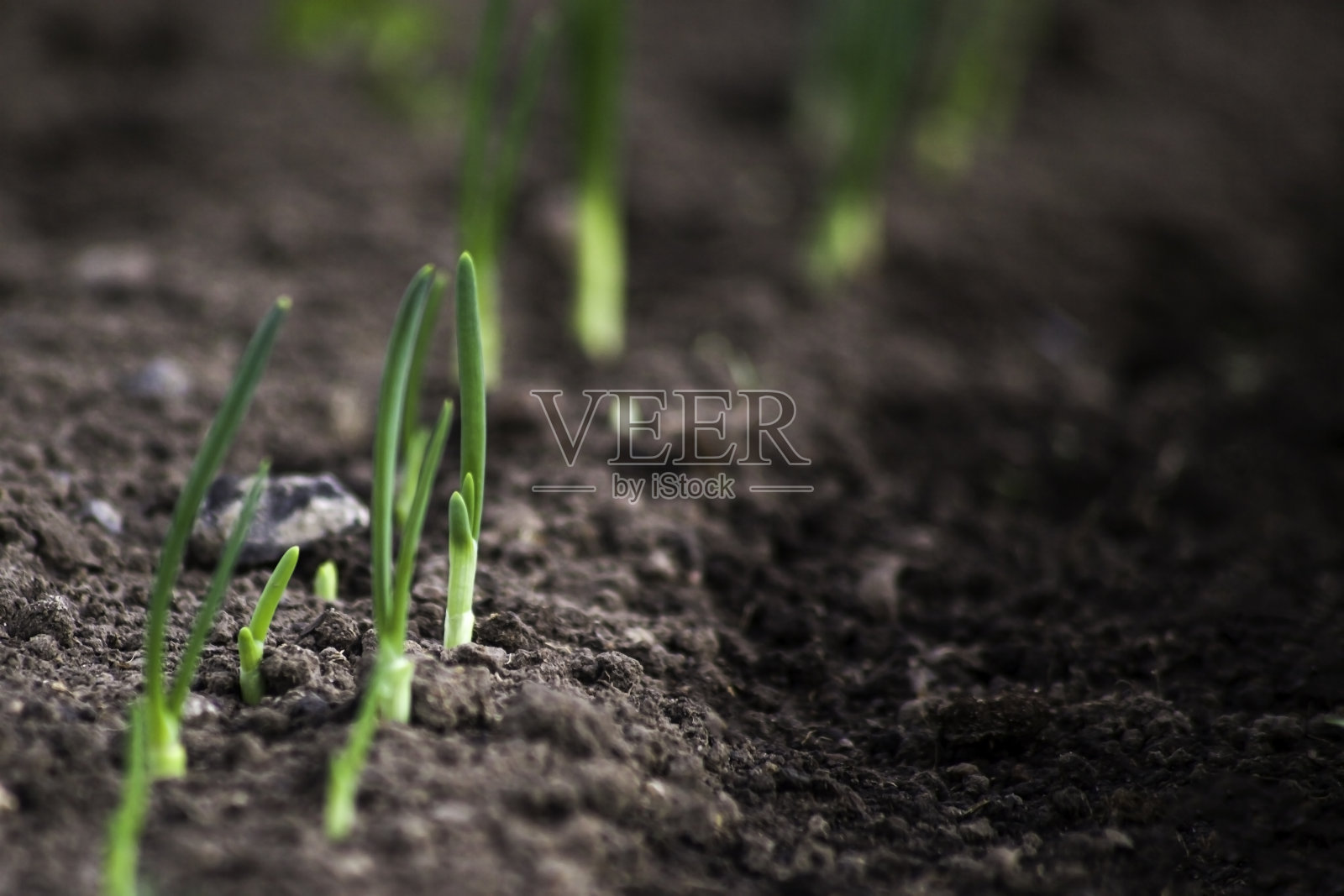 阳光使洋葱苗从土壤中生长出来。照片摄影图片