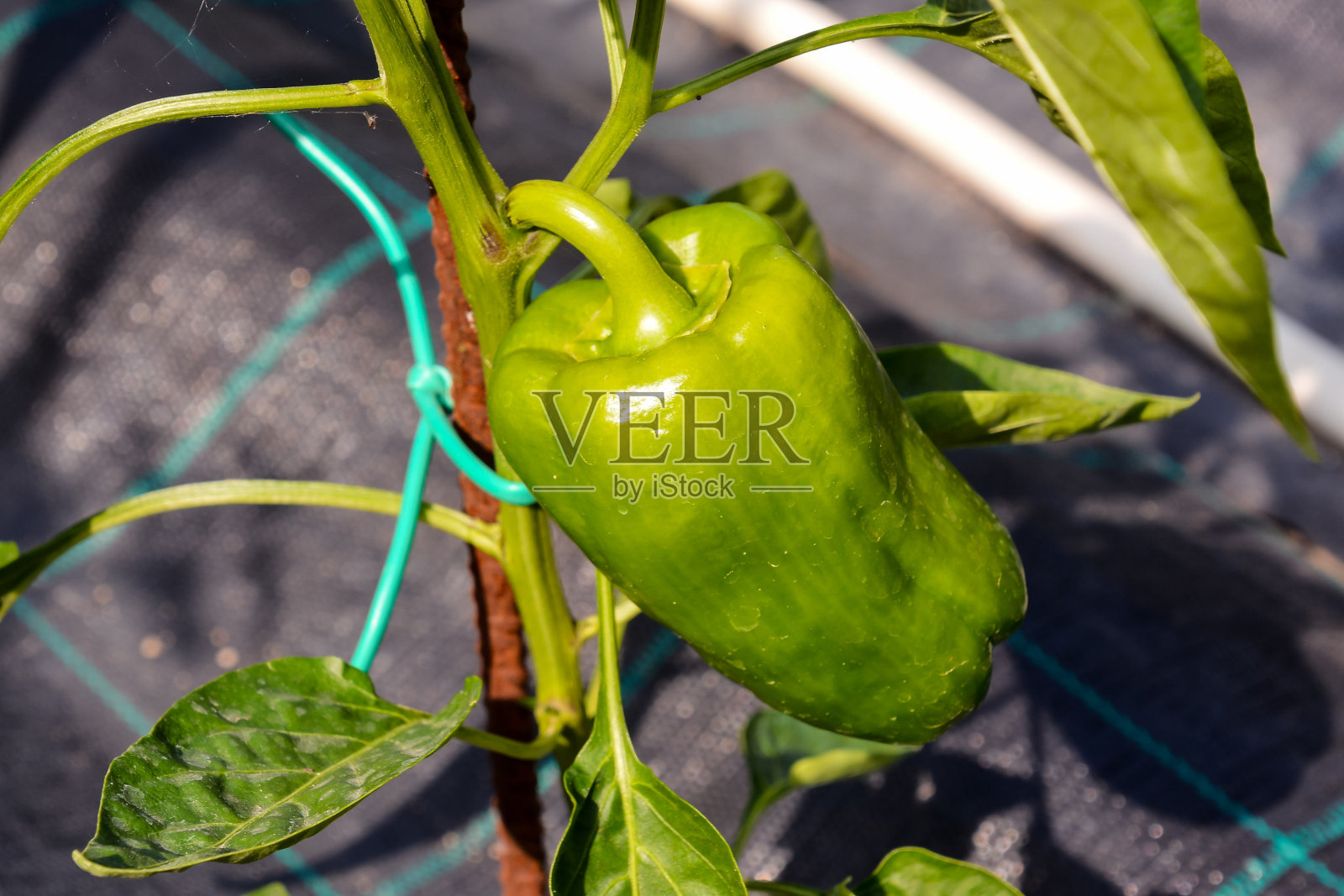 青椒生长在菜园里照片摄影图片