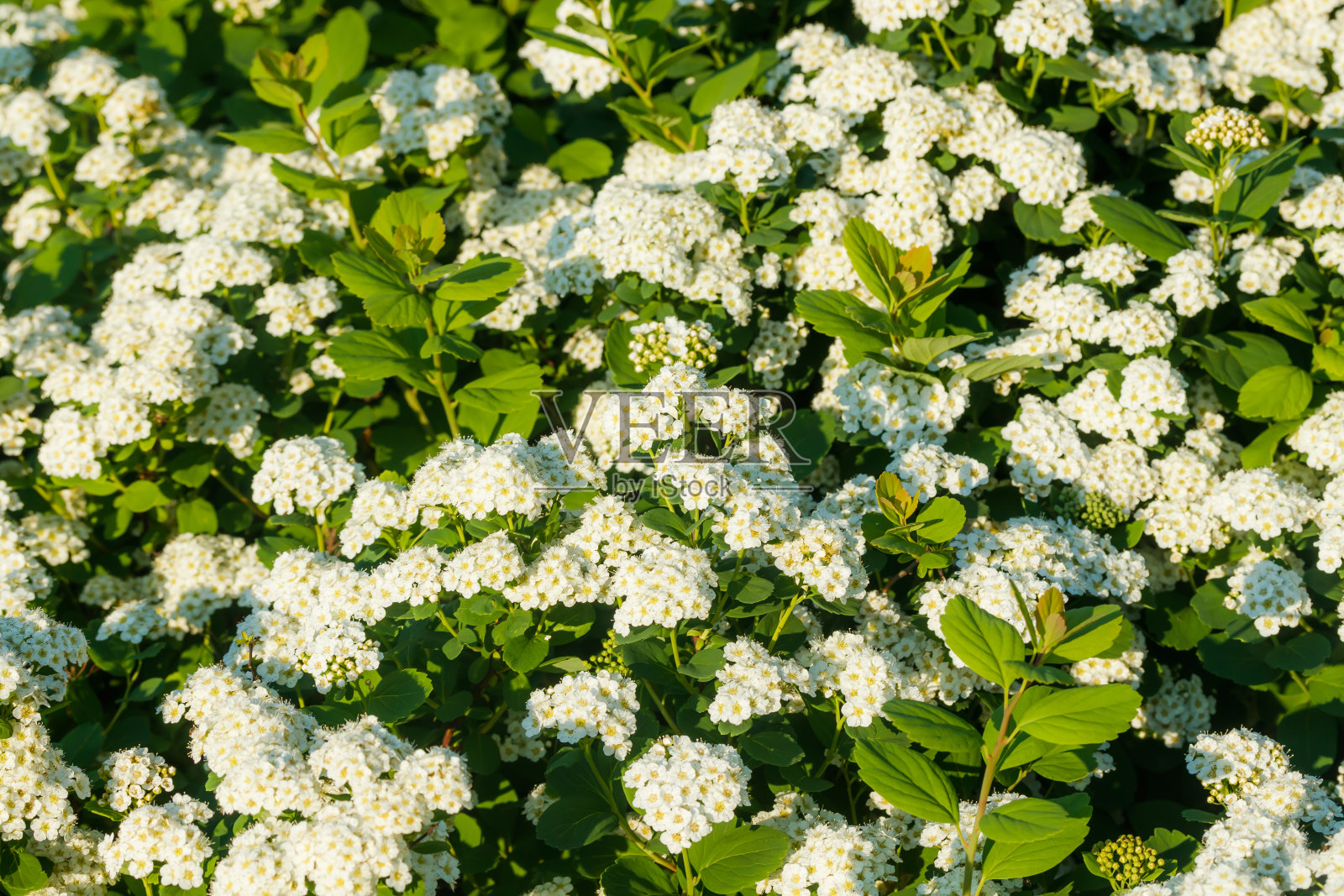 绣线菊的开花灌木。春天的时间。Spirea开花照片摄影图片