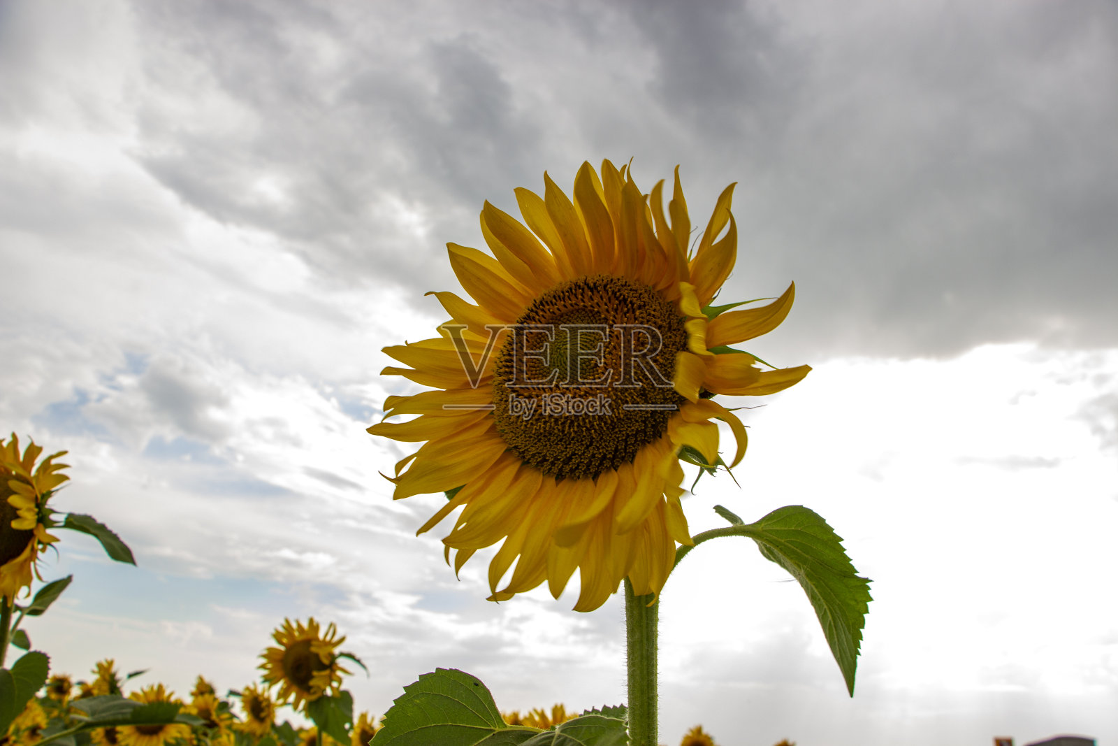 多云天空背景上的向日葵照片摄影图片