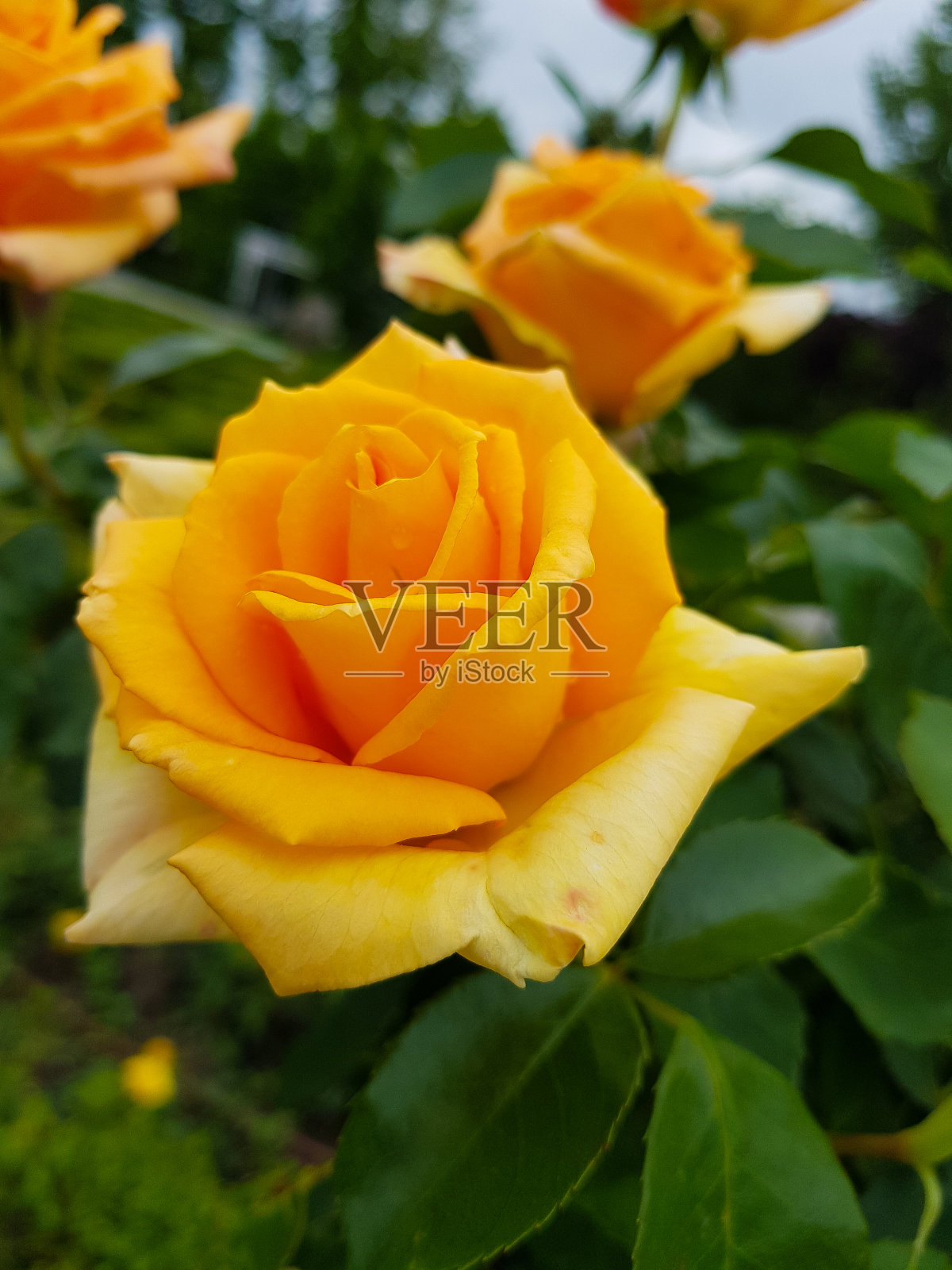 黄玫瑰照片摄影图片