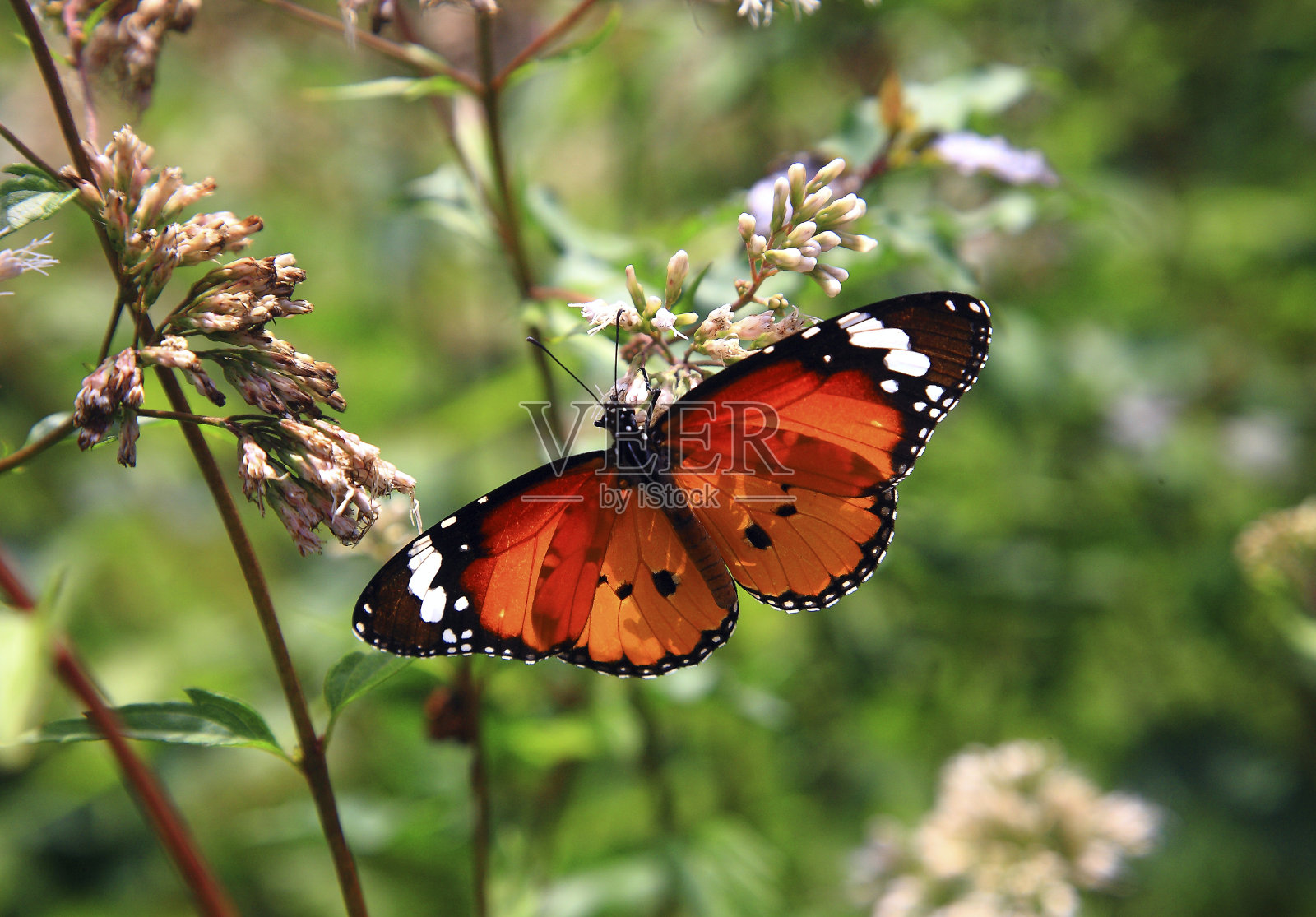桦树蝴蝶照片摄影图片