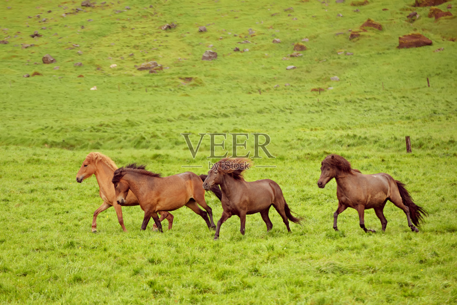群马照片摄影图片