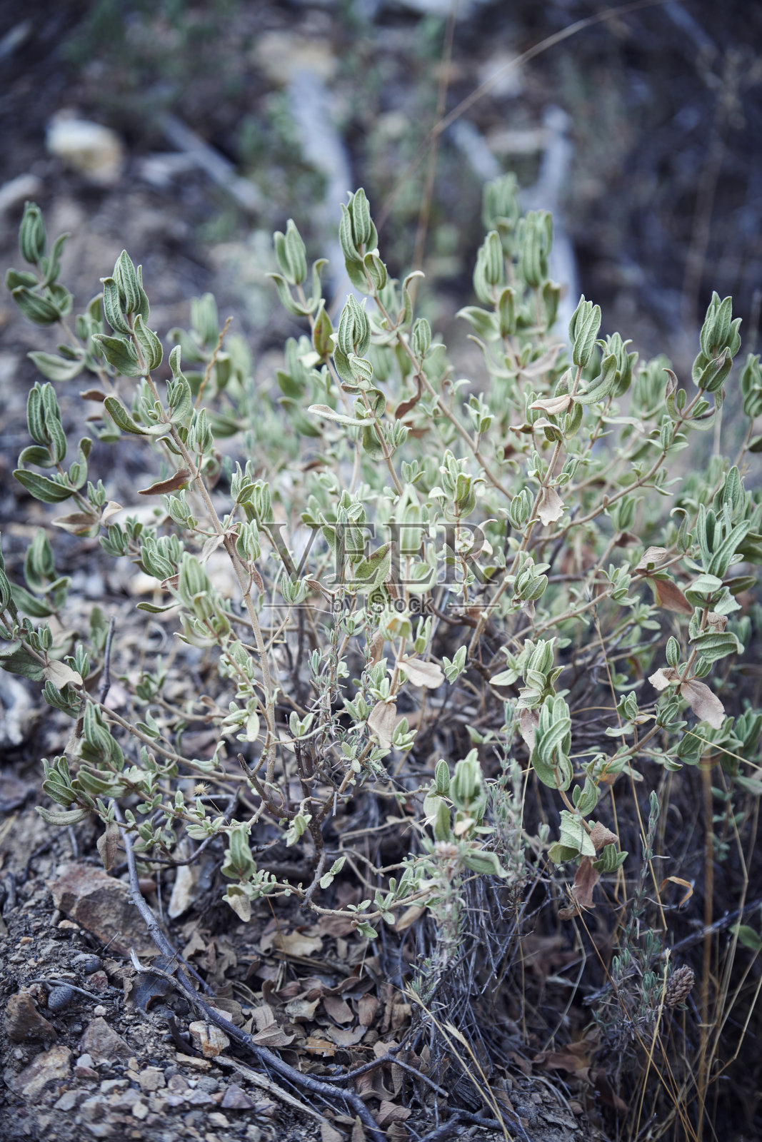 萨尔维亚工厂照片摄影图片