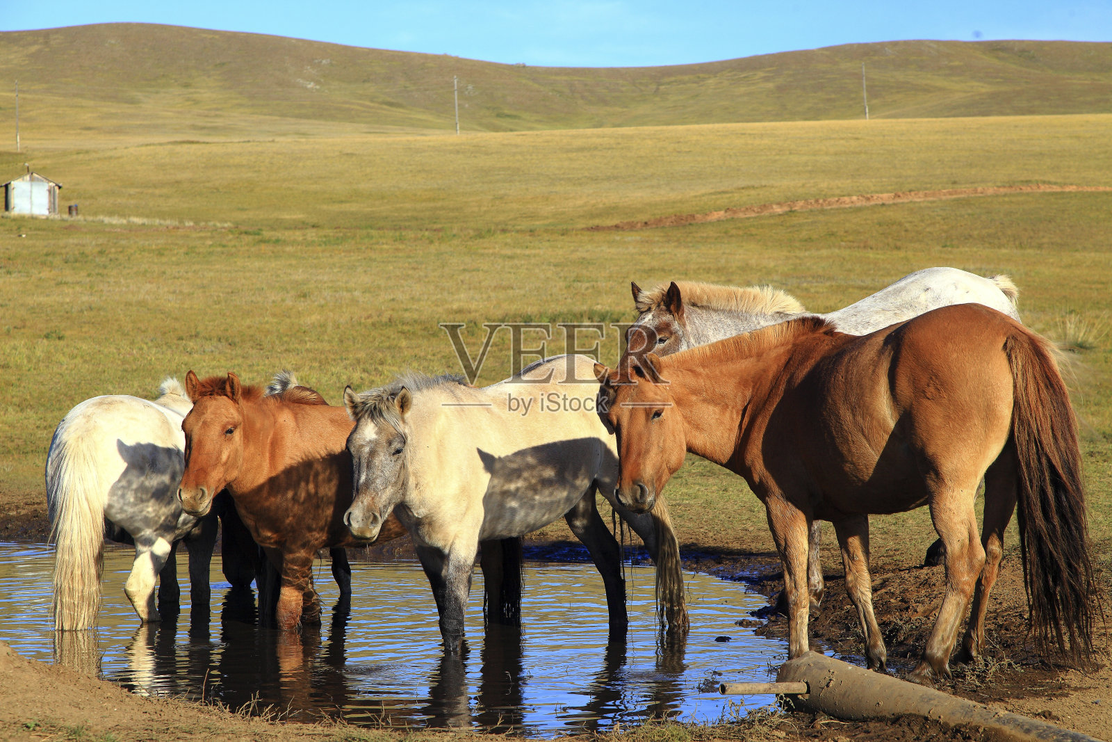 蒙古马照片摄影图片